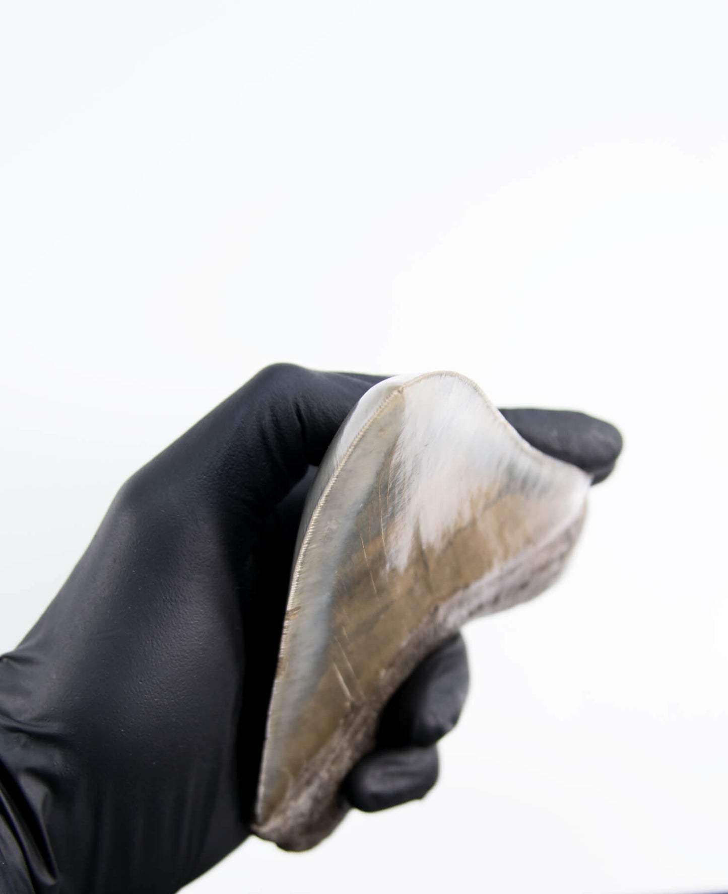 A stunning museum-standard rare fossil Megalodon carcharodon shark tooth for sale on a bronze stand measuring 5.99 inches