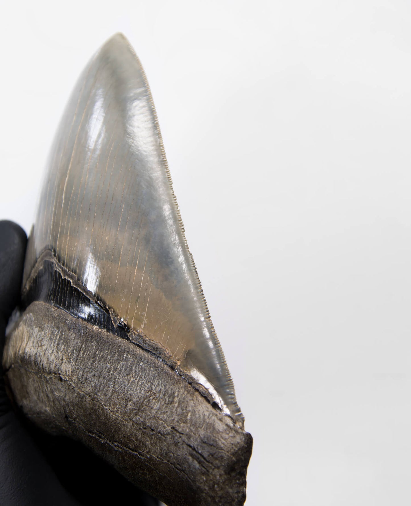 A stunning museum-standard rare fossil Megalodon carcharodon shark tooth for sale on a bronze stand measuring 5.99 inches