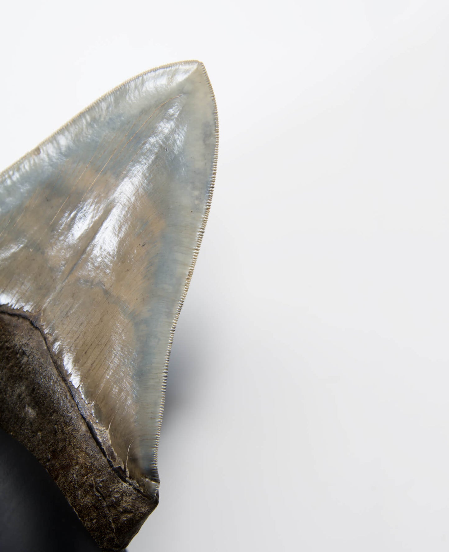 A stunning museum-standard rare fossil Megalodon carcharodon shark tooth for sale on a bronze stand measuring 5.99 inches