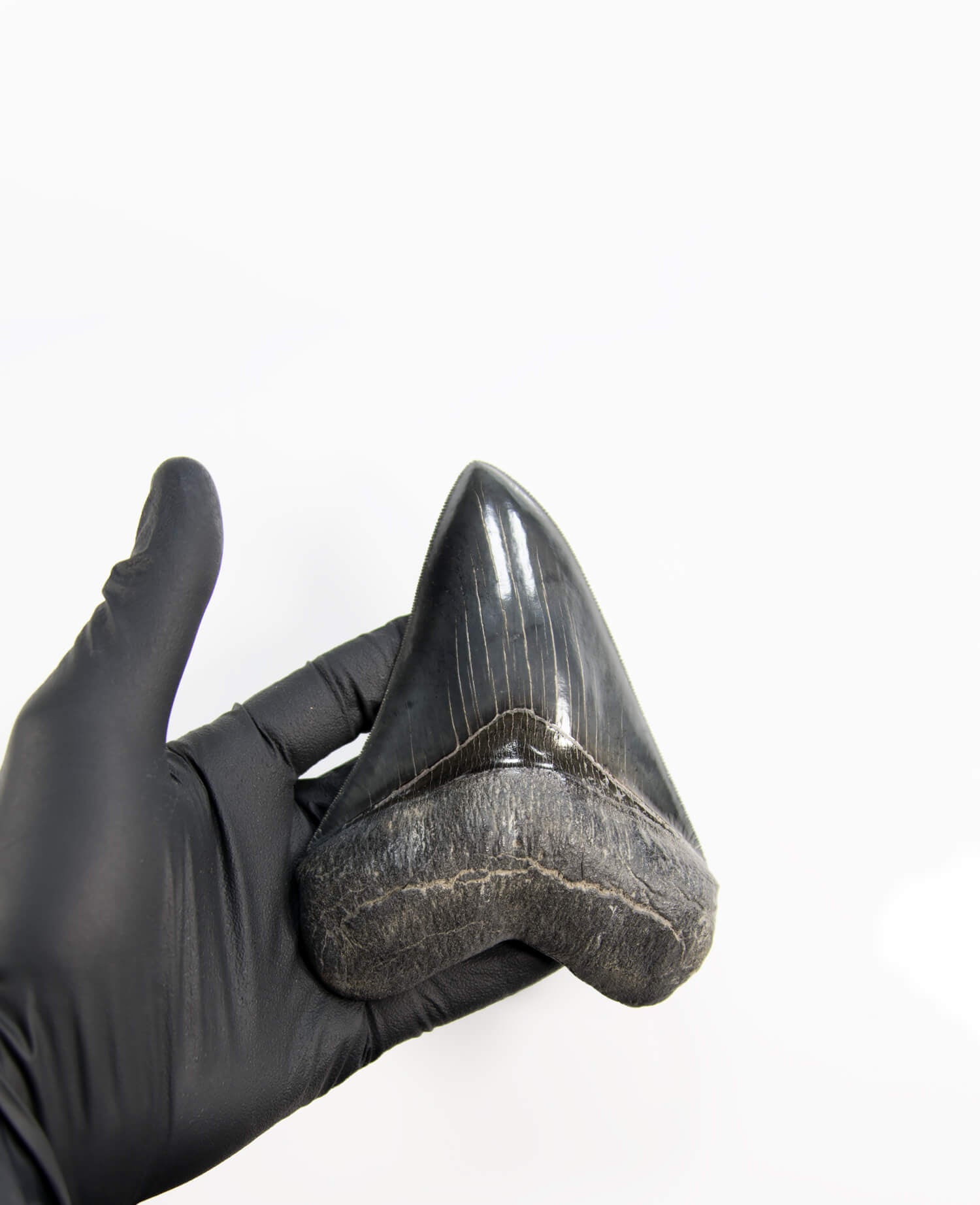 A stunning museum-standard rare fossil Megalodon carcharodon shark tooth for sale on a bronze stand measuring 5.2 inches