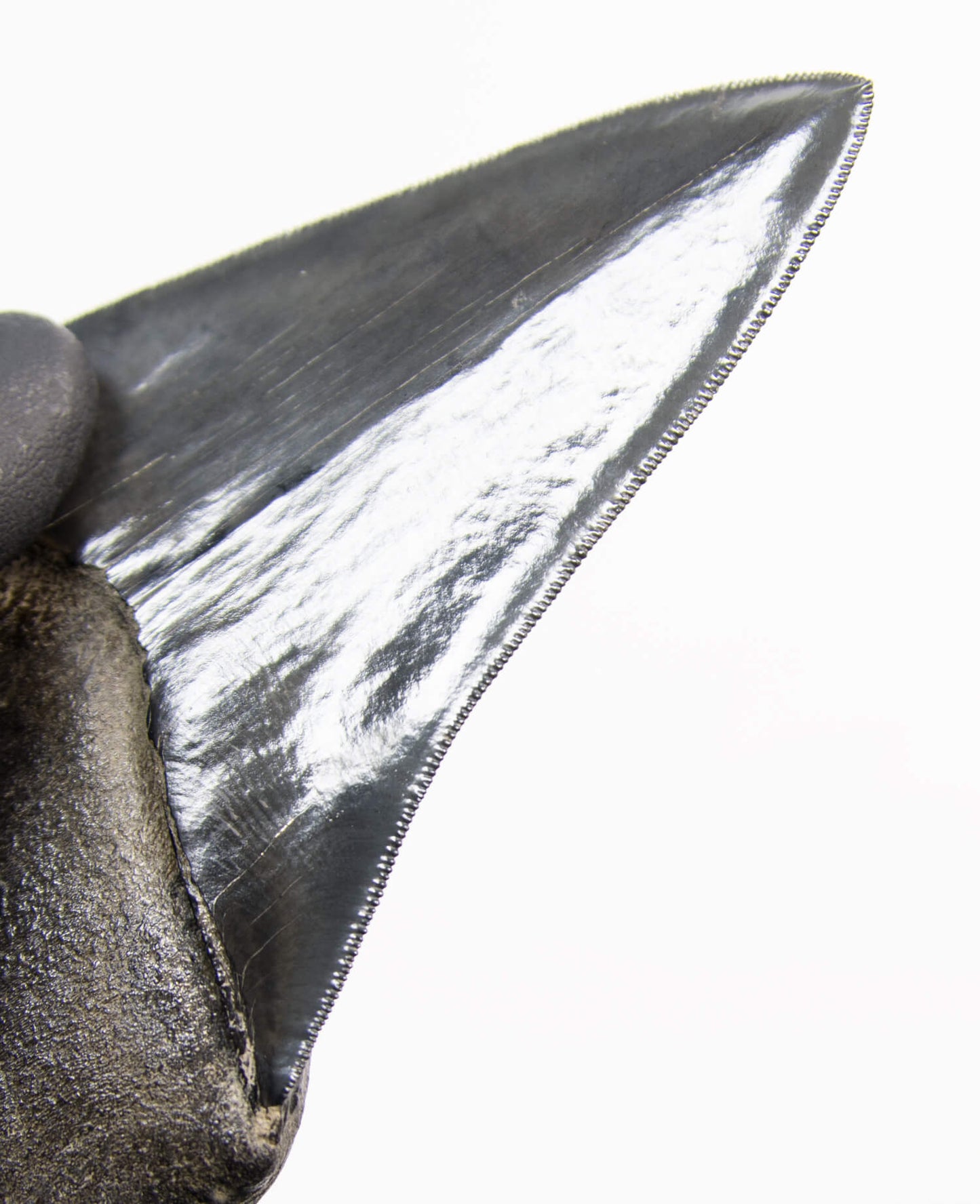 A stunning museum-standard rare fossil Megalodon carcharodon shark tooth for sale on a bronze stand measuring 5.2 inches