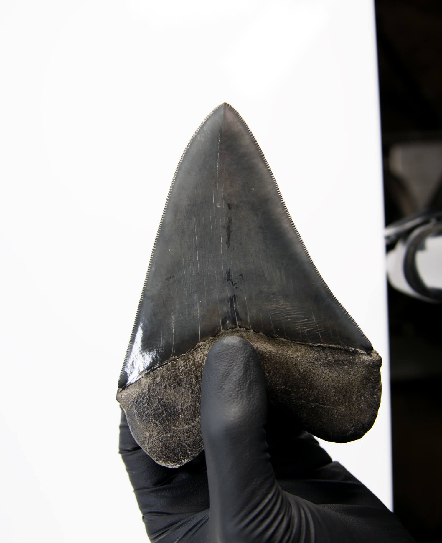 A stunning museum-standard rare fossil Megalodon carcharodon shark tooth for sale on a bronze stand measuring 5.2 inches