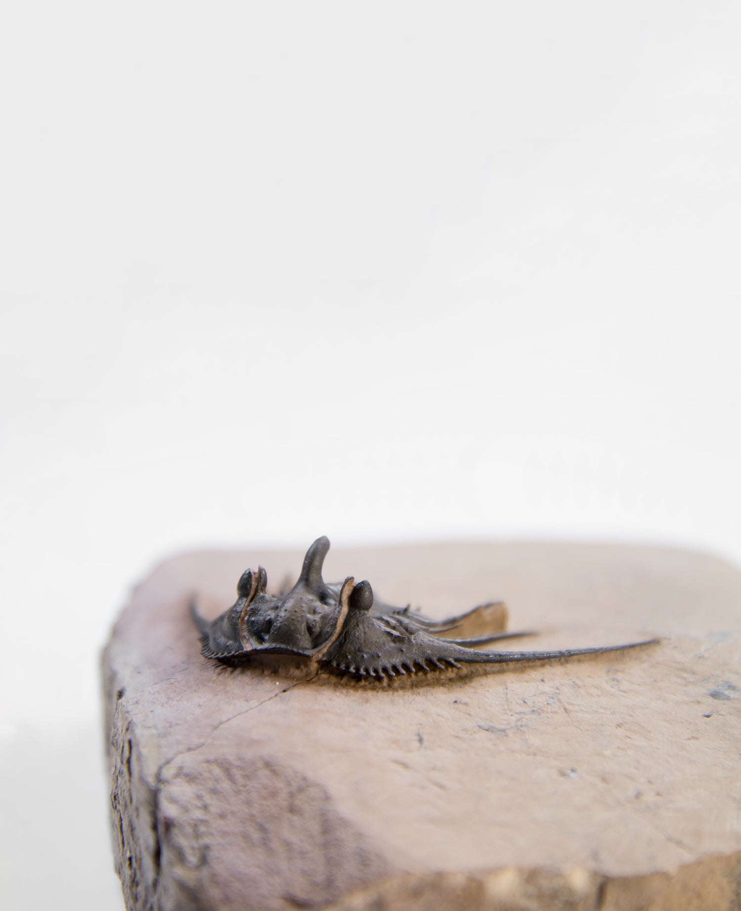 A scientifically important Kettneraspis issoumourensis Alberti fossil trilobite for sale measuring 120mm at THE FOSSIL STORE