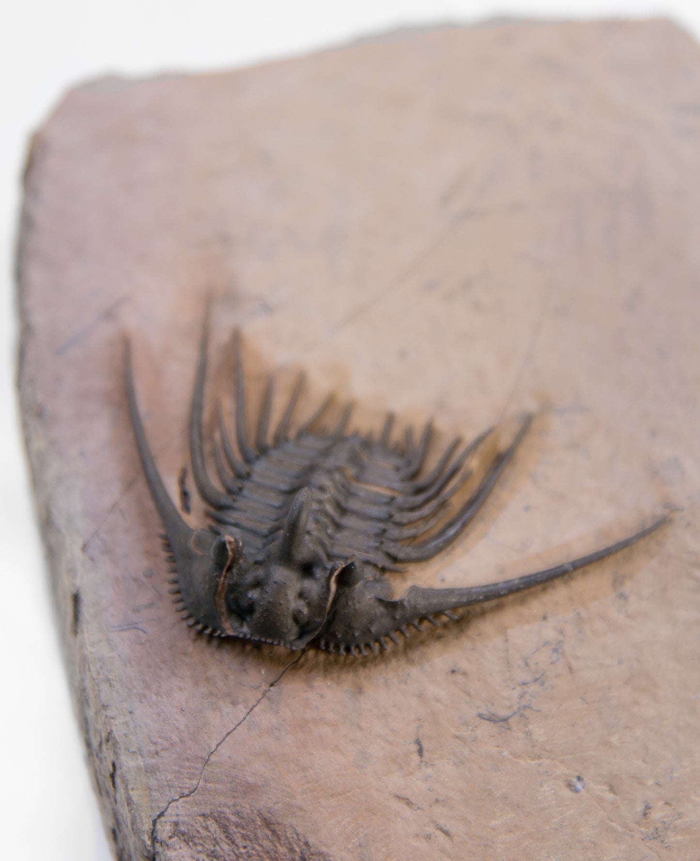 A scientifically important Kettneraspis issoumourensis Alberti fossil trilobite for sale measuring 120mm at THE FOSSIL STORE