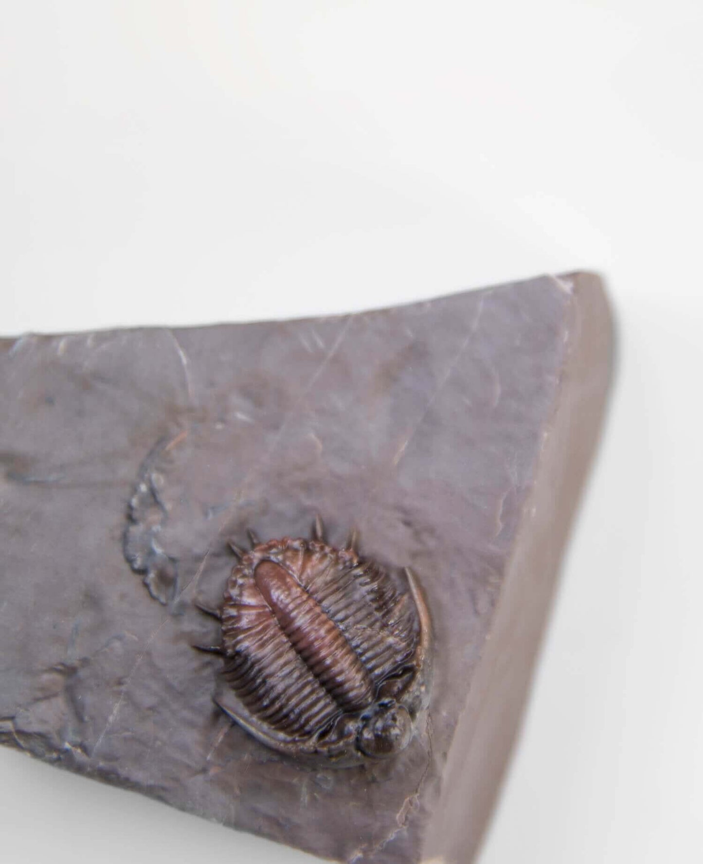 A scientifically important Basseiarges mellishae fossil trilobite for sale measuring 74mm at THE FOSSIL STORE