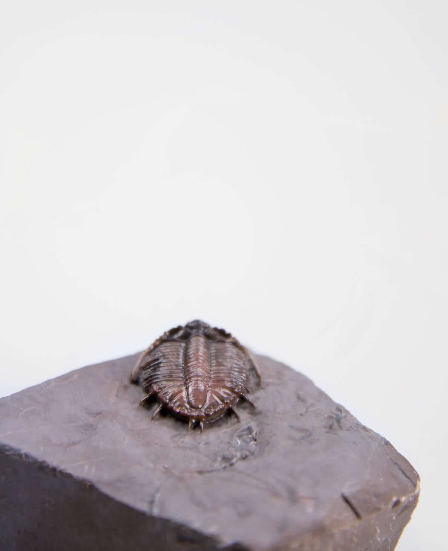 A scientifically important Basseiarges mellishae fossil trilobite for sale measuring 74mm at THE FOSSIL STORE