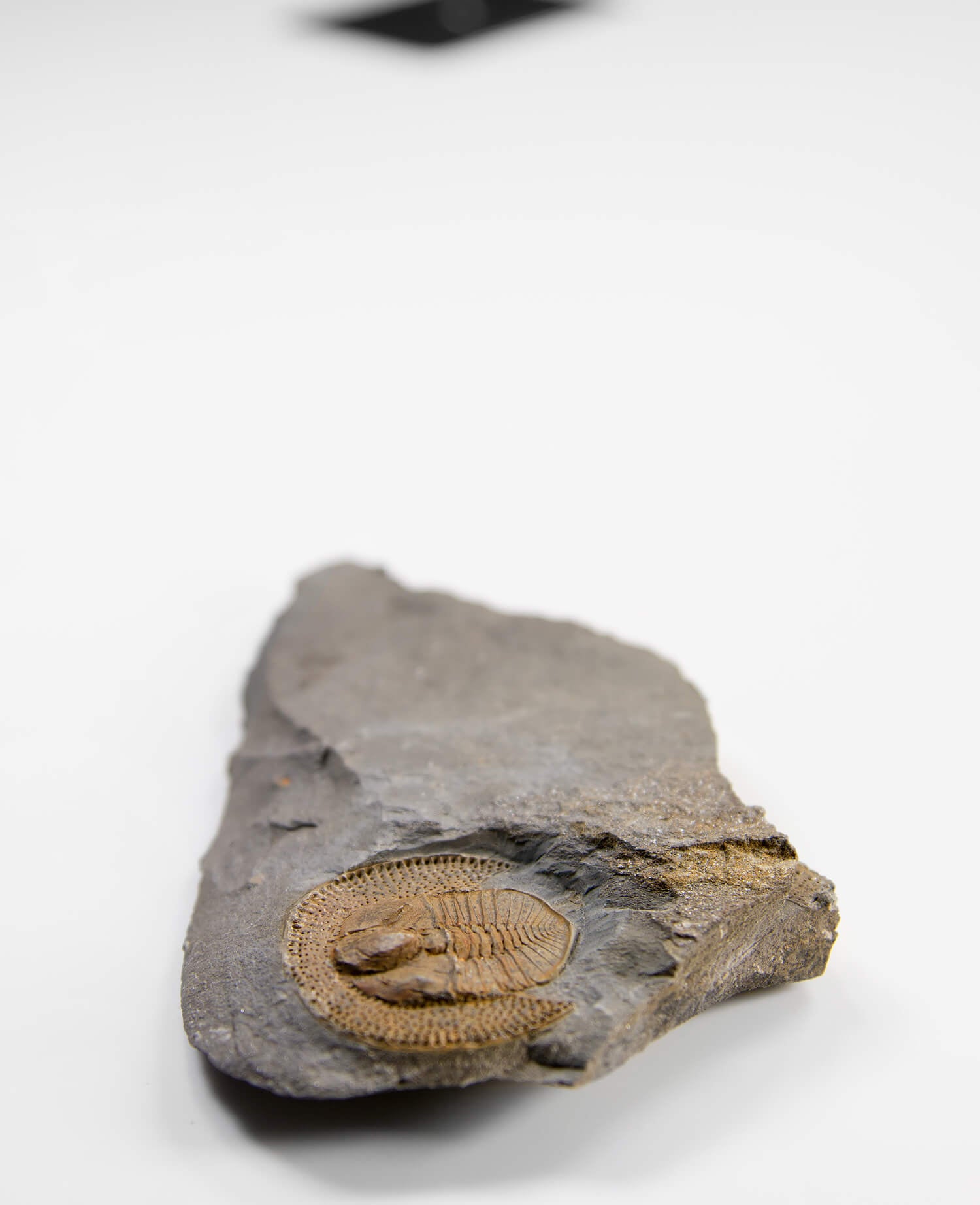 A scientifically important Nankinolithis fossil trilobite for sale measuring 145mm at THE FOSSIL STORE