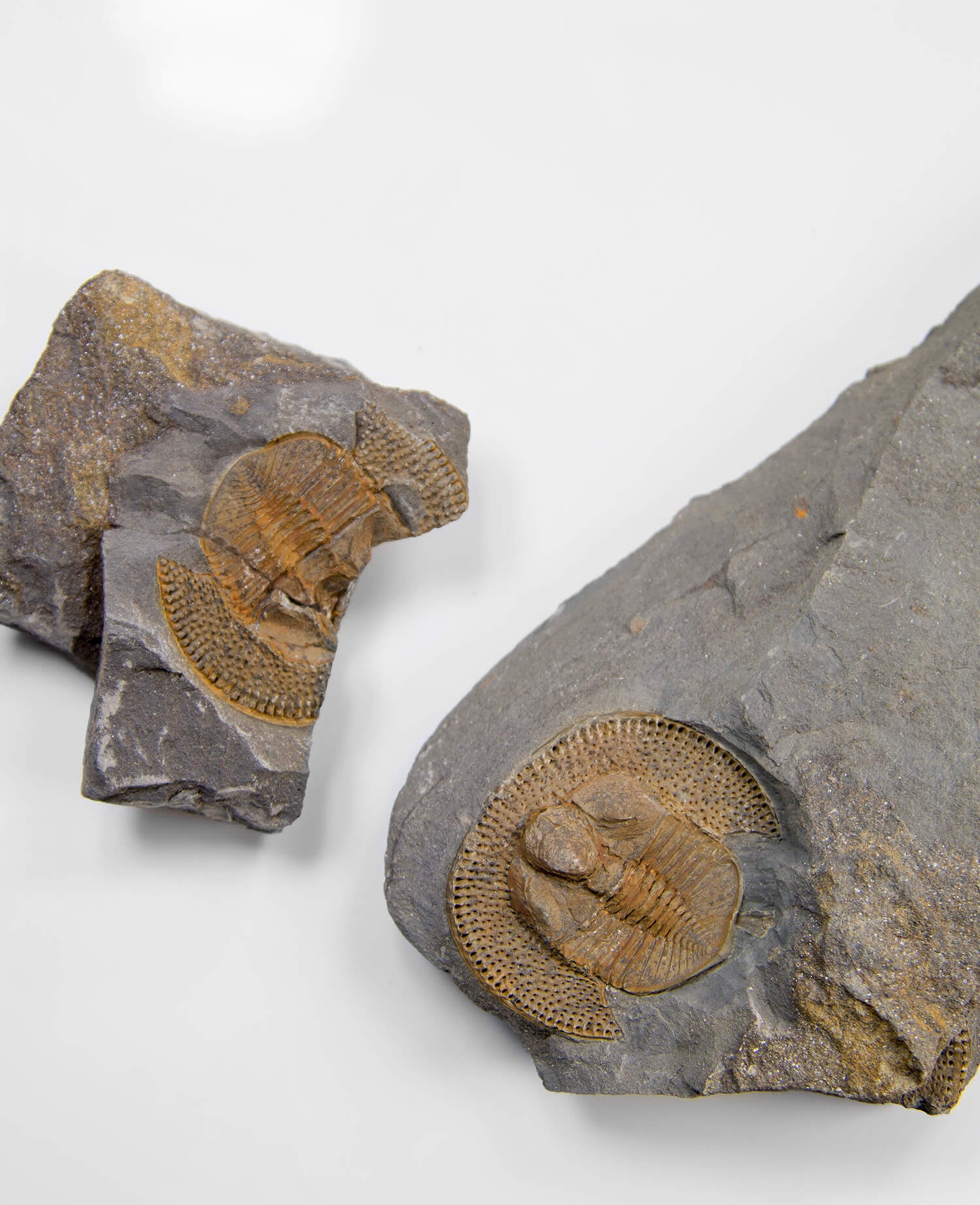 A scientifically important Nankinolithis fossil trilobite for sale measuring 145mm at THE FOSSIL STORE