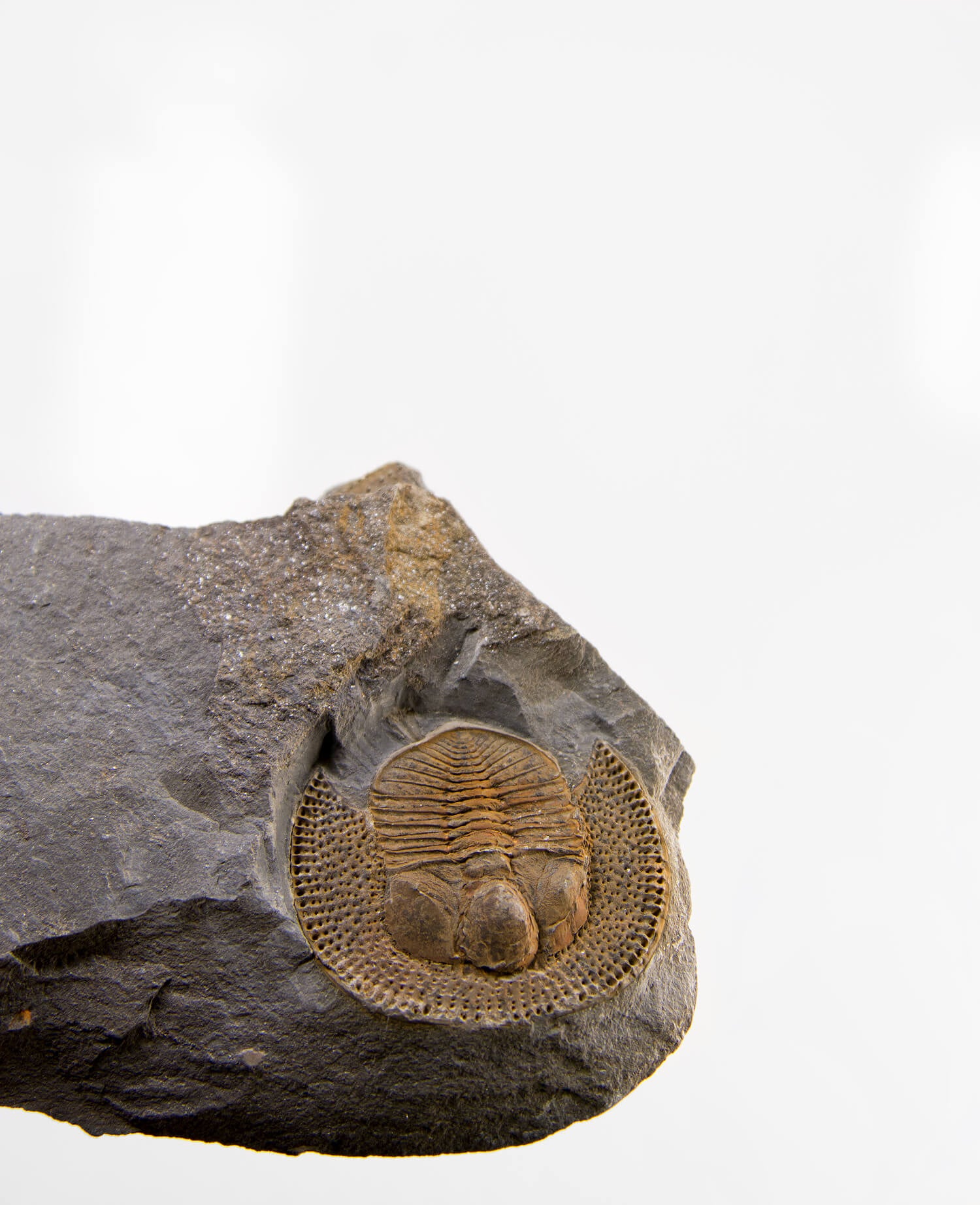 A scientifically important Nankinolithis fossil trilobite for sale measuring 145mm at THE FOSSIL STORE