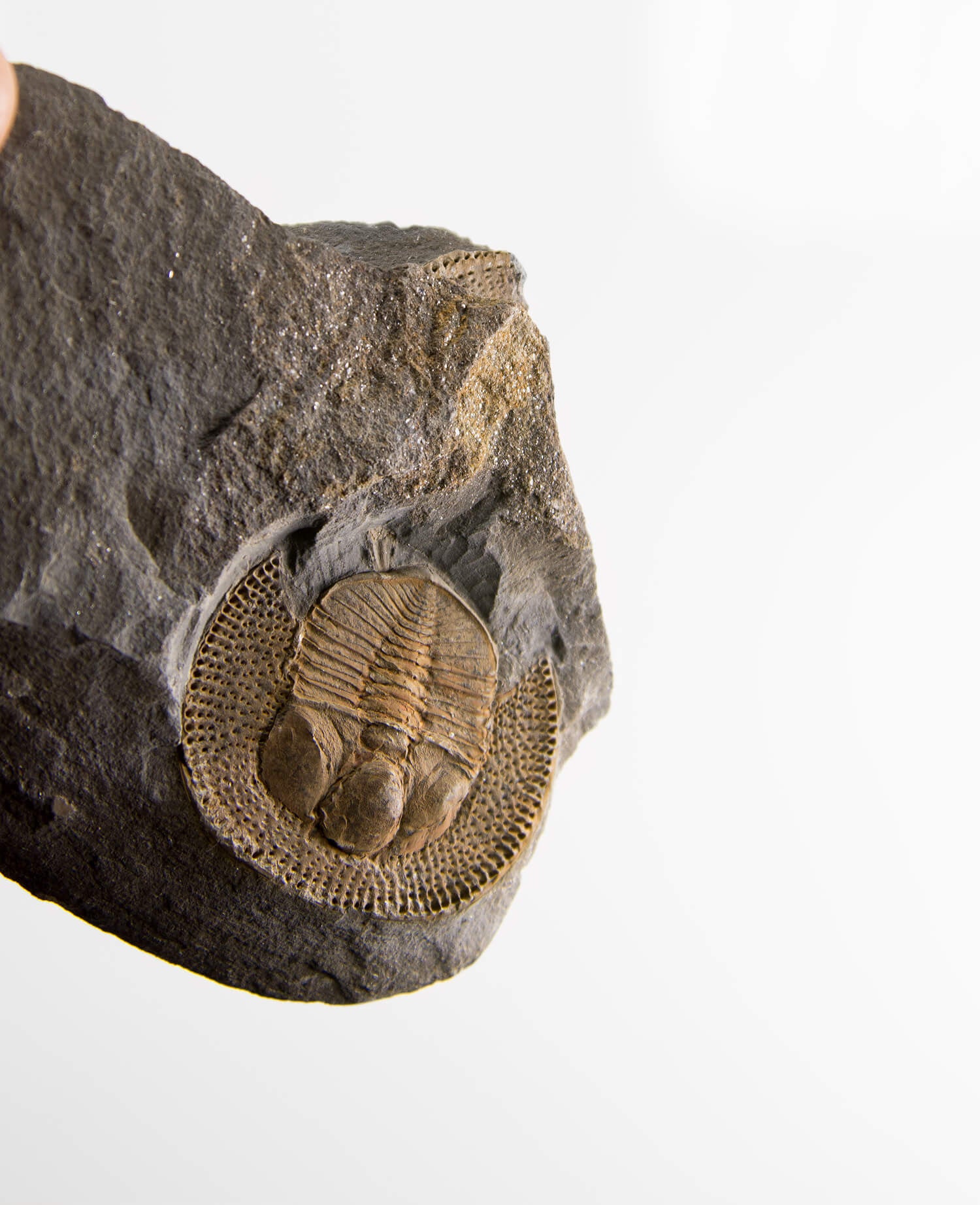 A scientifically important Nankinolithis fossil trilobite for sale measuring 145mm at THE FOSSIL STORE