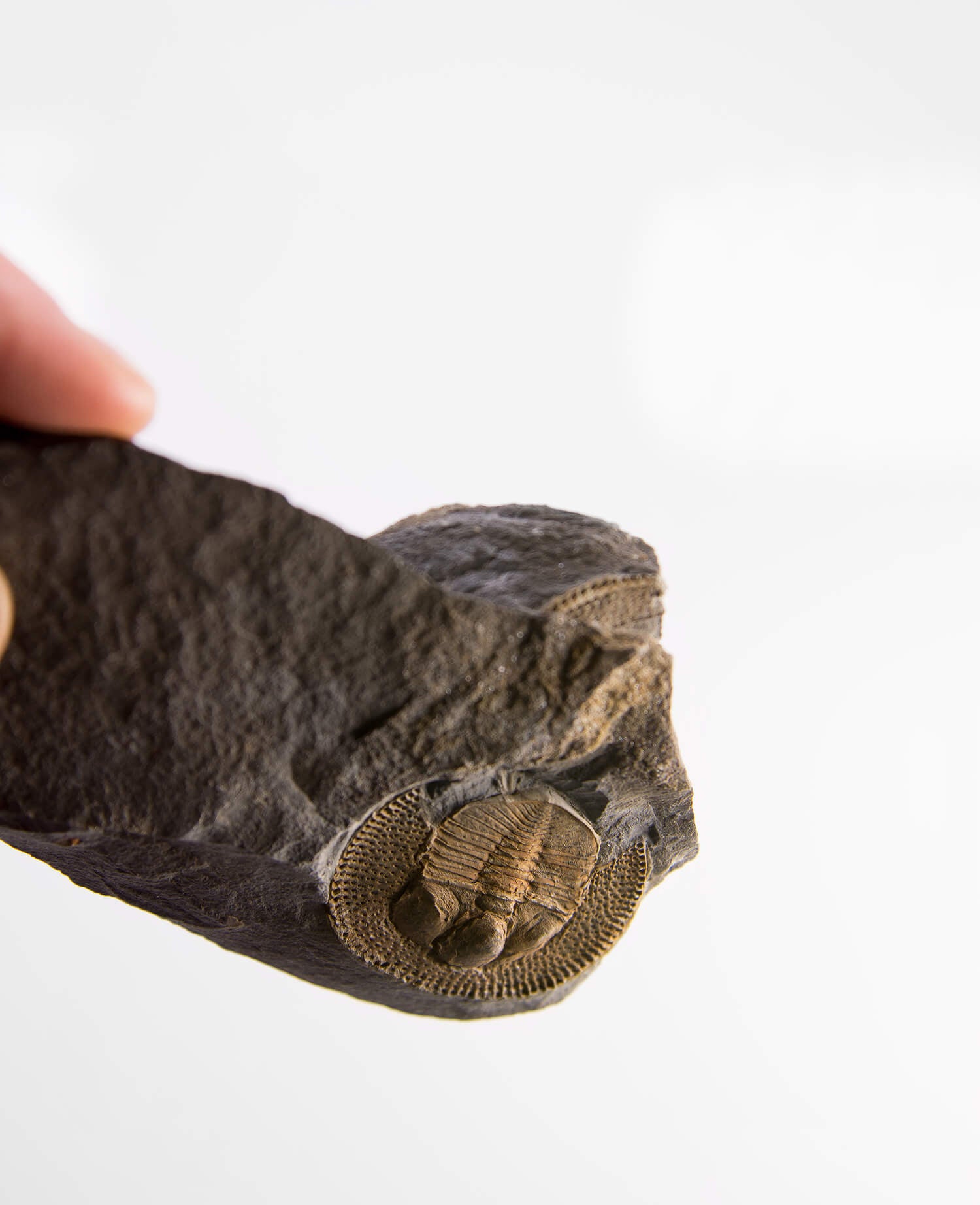 A scientifically important Nankinolithis fossil trilobite for sale measuring 145mm at THE FOSSIL STORE