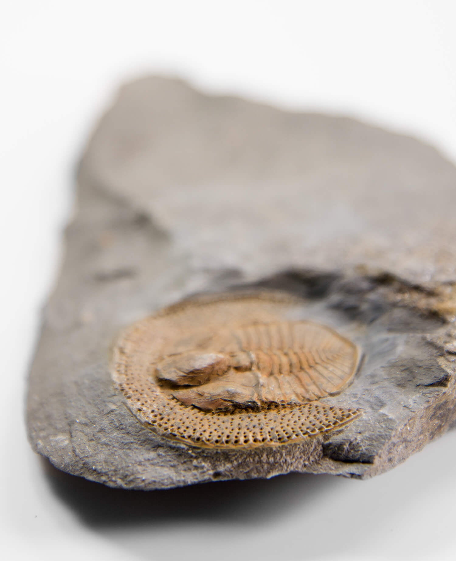 A scientifically important Nankinolithis fossil trilobite for sale measuring 145mm at THE FOSSIL STORE