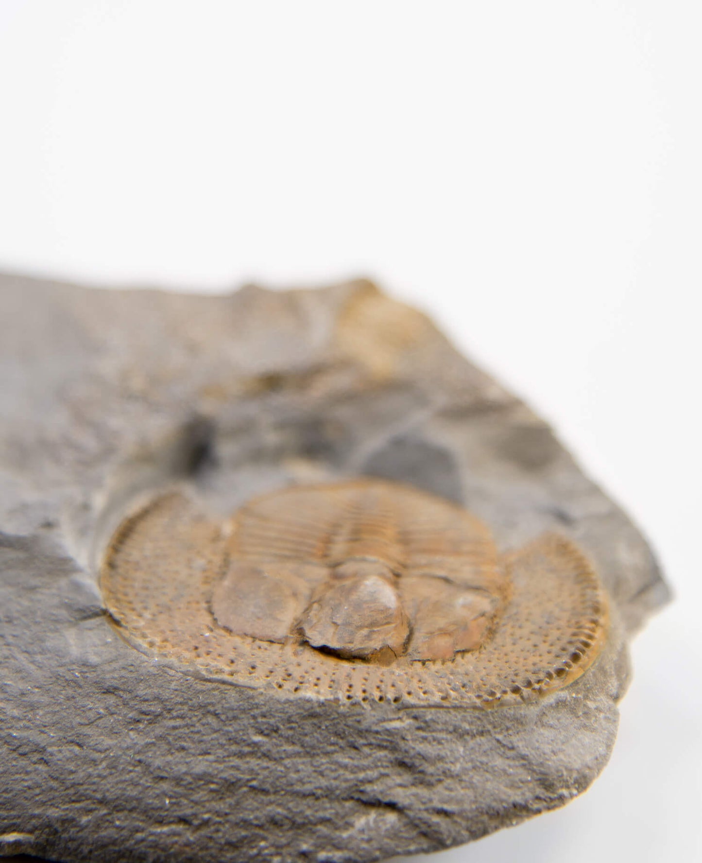 A scientifically important Nankinolithis fossil trilobite for sale measuring 145mm at THE FOSSIL STORE