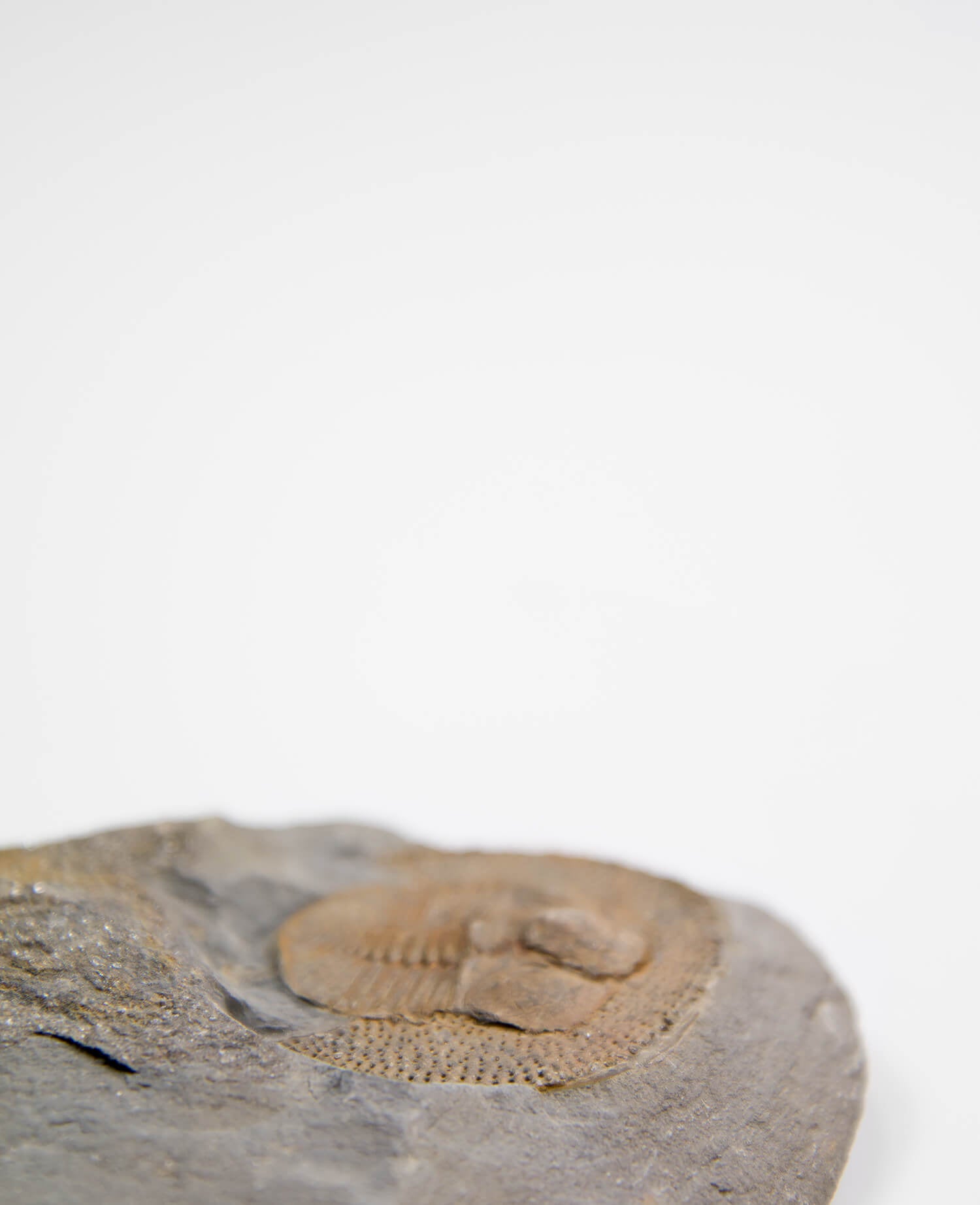 A scientifically important Nankinolithis fossil trilobite for sale measuring 145mm at THE FOSSIL STORE