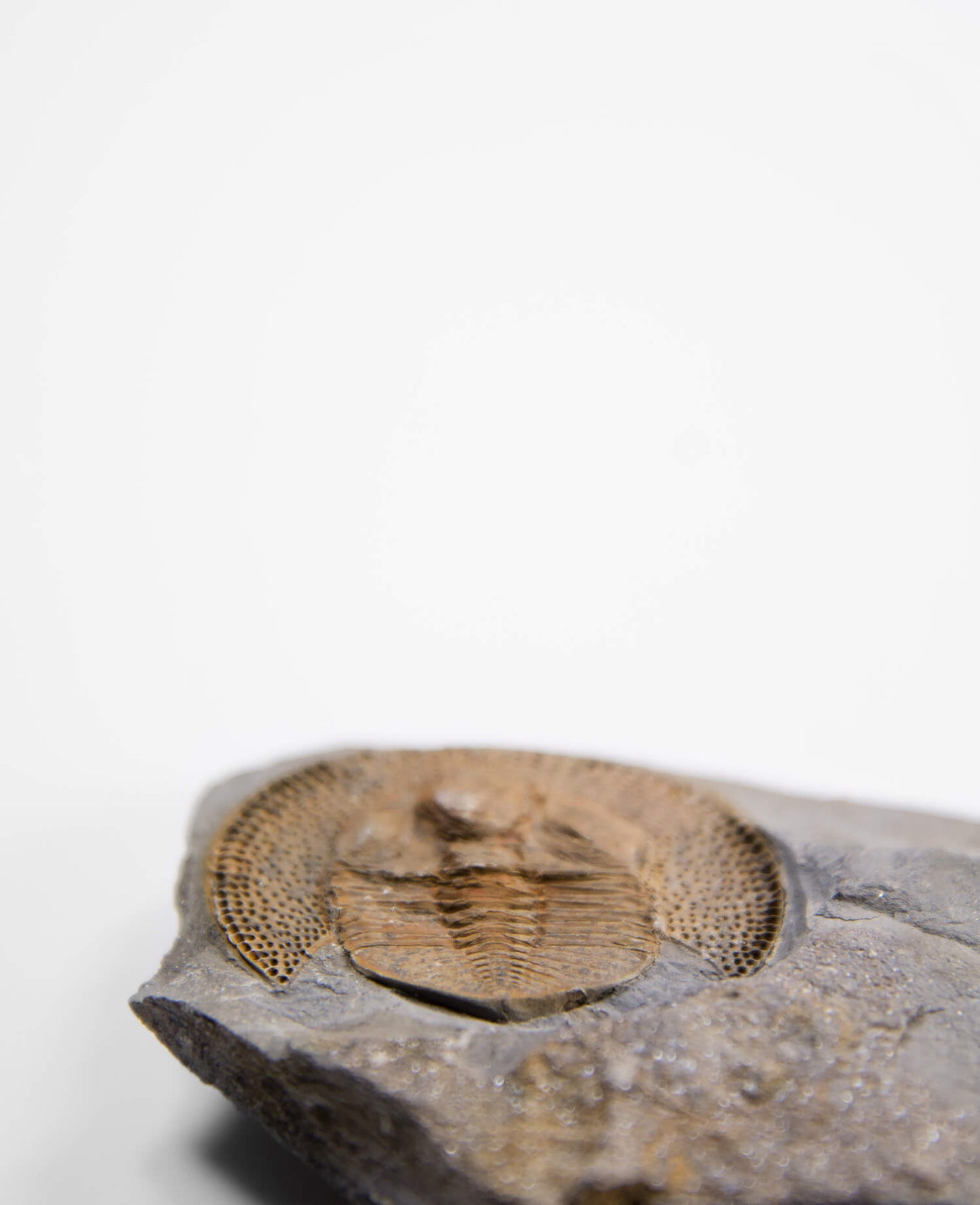 A scientifically important Nankinolithis fossil trilobite for sale measuring 145mm at THE FOSSIL STORE