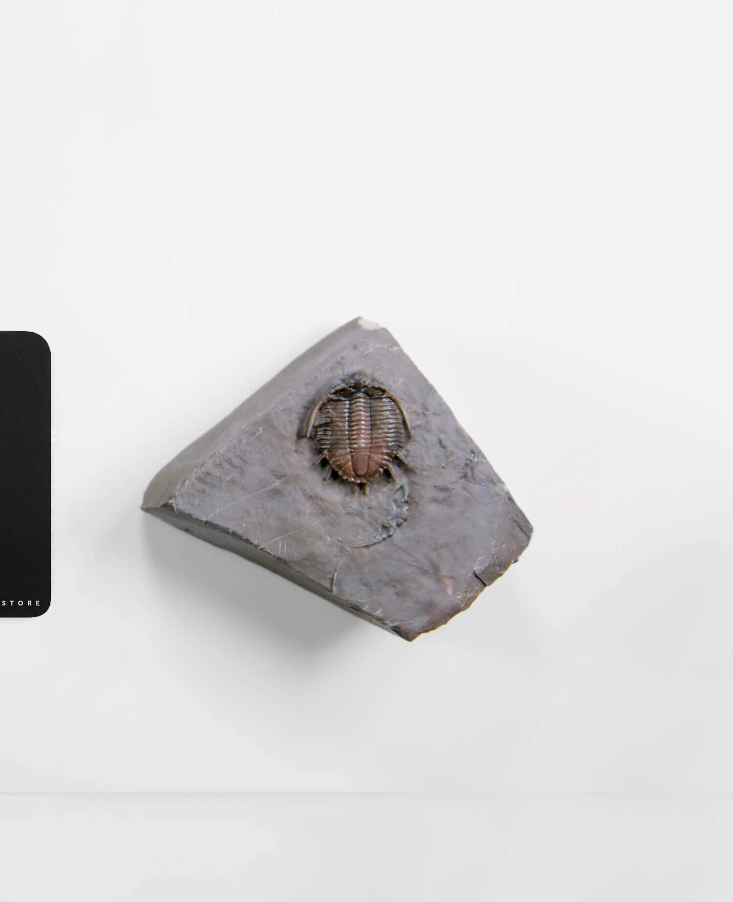 A scientifically important Basseiarges mellishae fossil trilobite for sale measuring 74mm at THE FOSSIL STORE