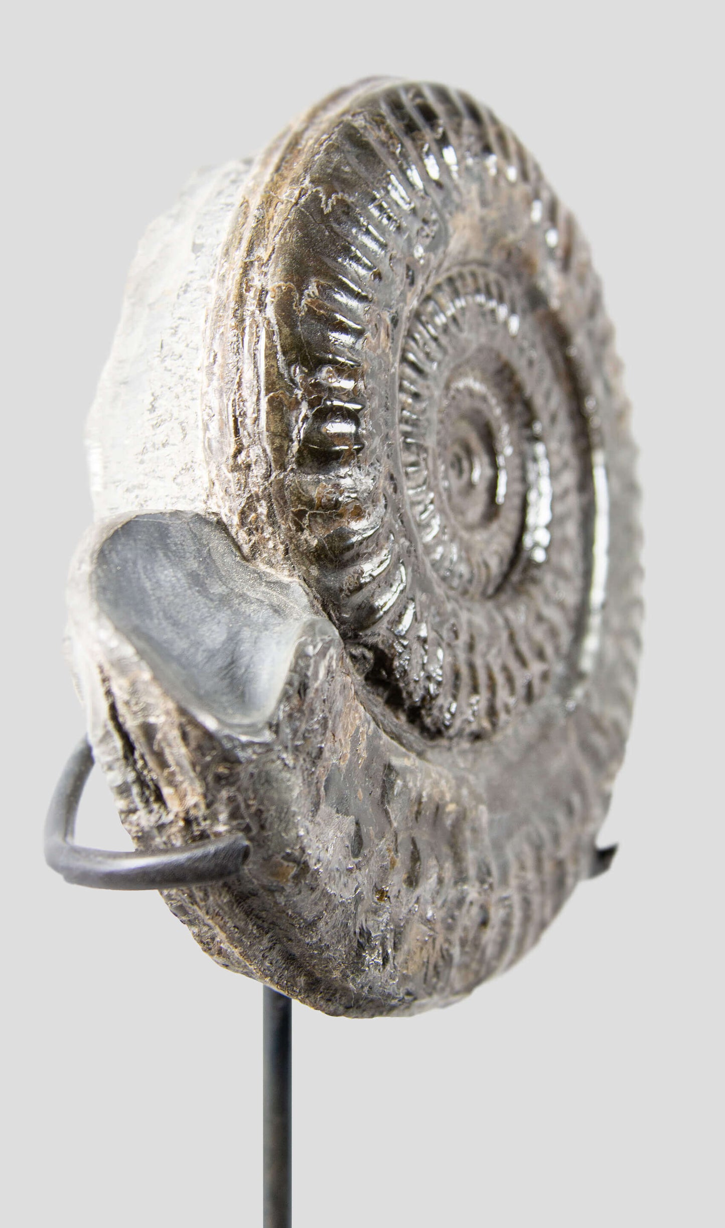 A rare British museum fossil Hildoceras ammonite for sale on bronze stand 5