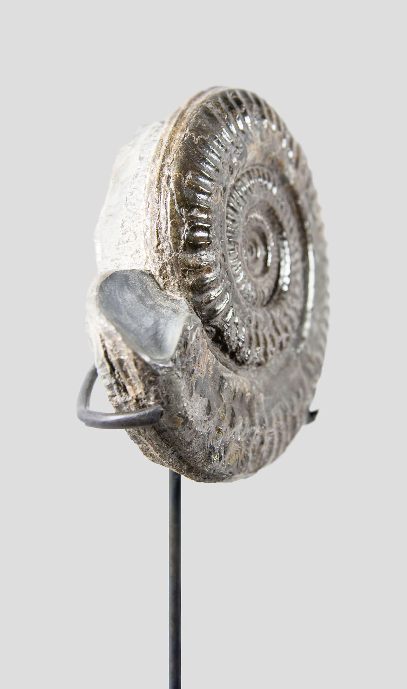 A rare British museum fossil Hildoceras ammonite for sale on bronze stand 6