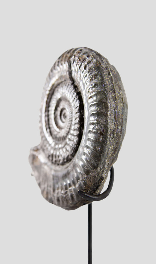 A rare British museum fossil Hildoceras ammonite for sale on bronze stand 8