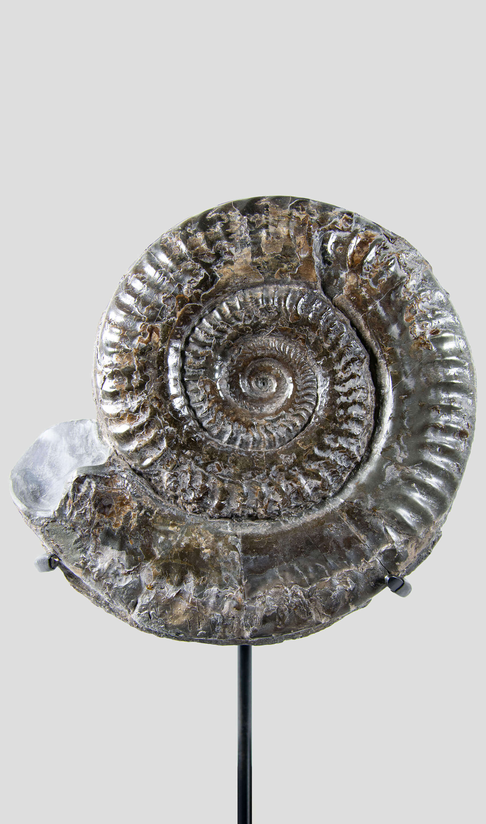 A rare British museum fossil Hildoceras ammonite for sale on bronze stand 10