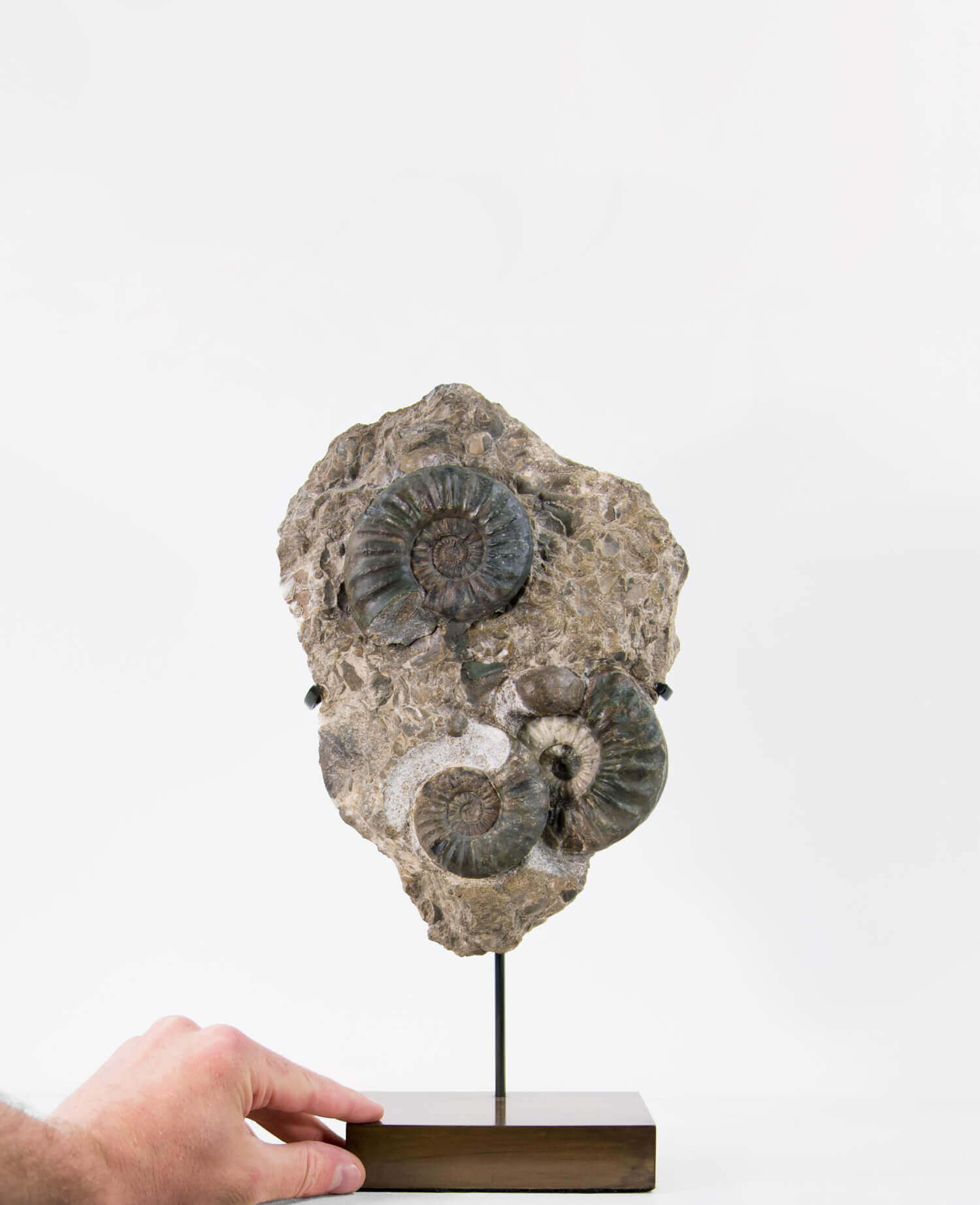 A beautiful British Aegasteroceras sagittarium fossil ammonite for sale measuring 335mm now available at THE FOSSIL STORE