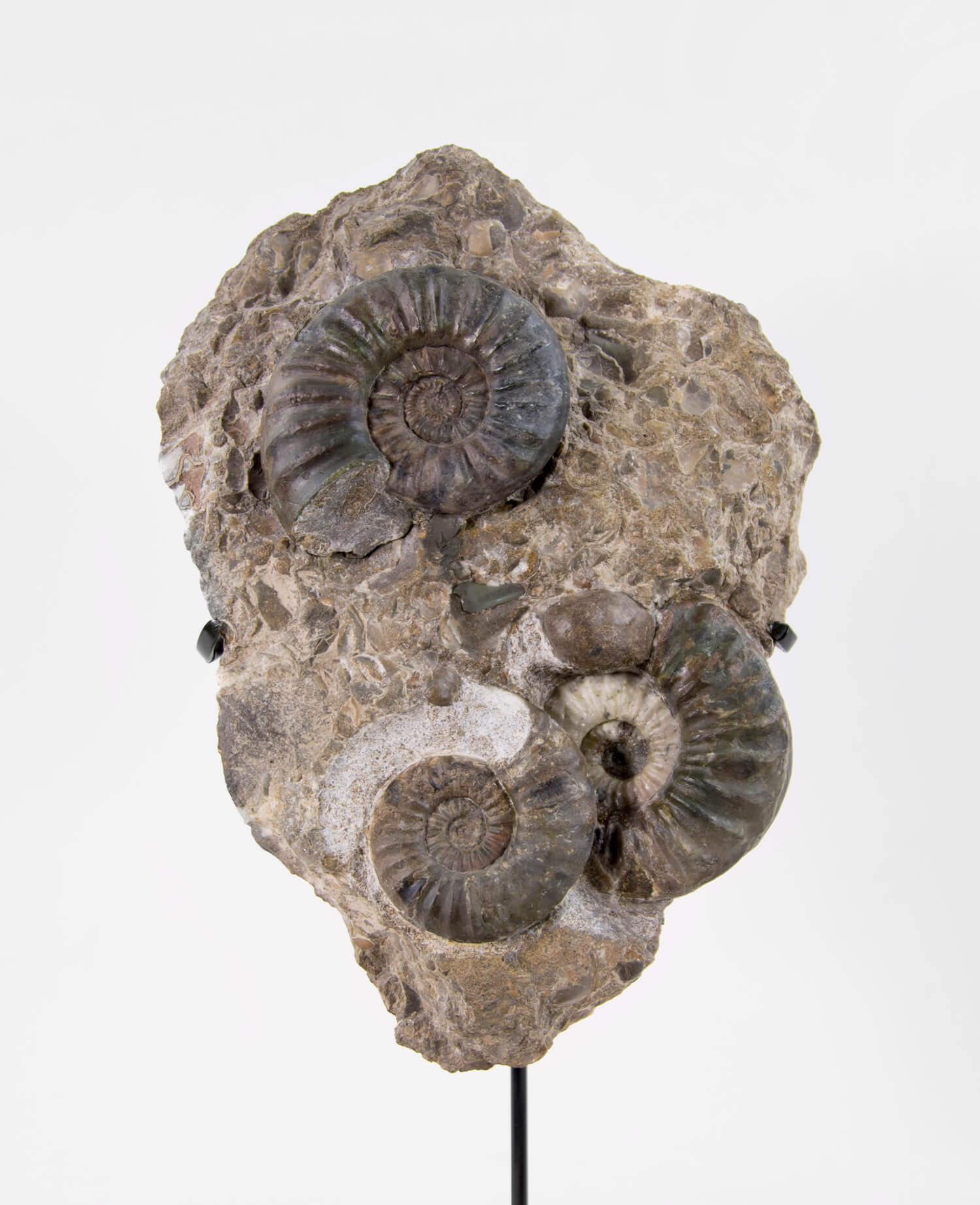 A beautiful British Aegasteroceras sagittarium fossil ammonite for sale measuring 335mm now available at THE FOSSIL STORE