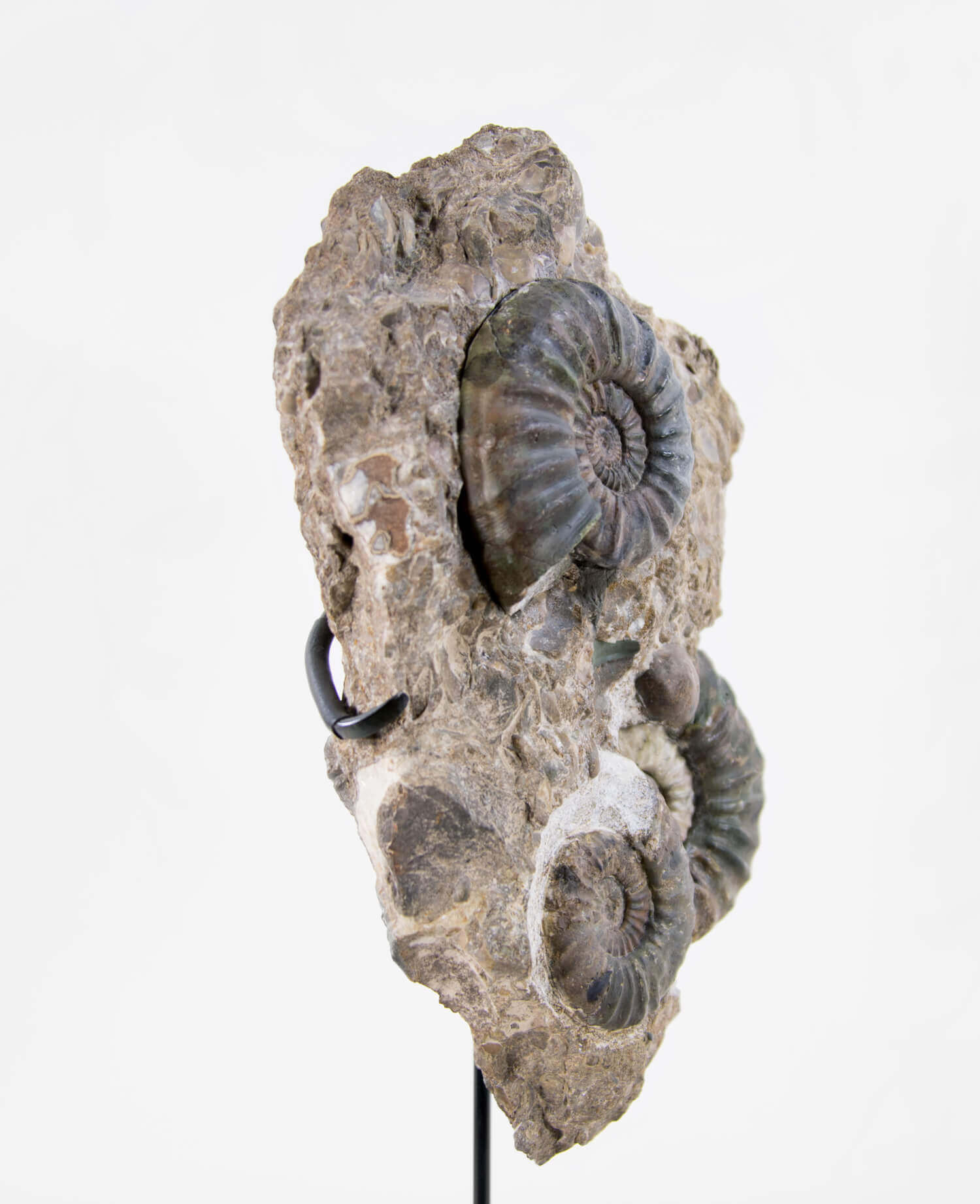 A beautiful British Aegasteroceras sagittarium fossil ammonite for sale measuring 335mm now available at THE FOSSIL STORE