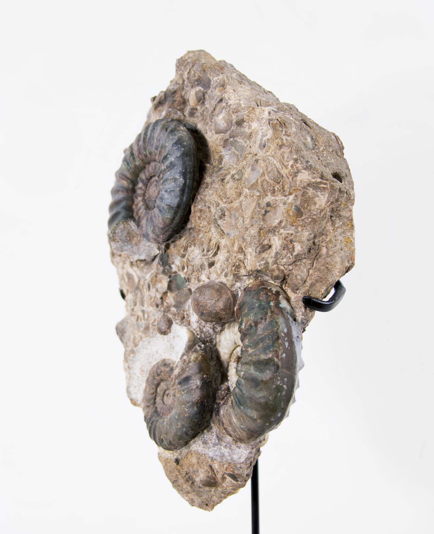 A beautiful British Aegasteroceras sagittarium fossil ammonite for sale measuring 335mm now available at THE FOSSIL STORE