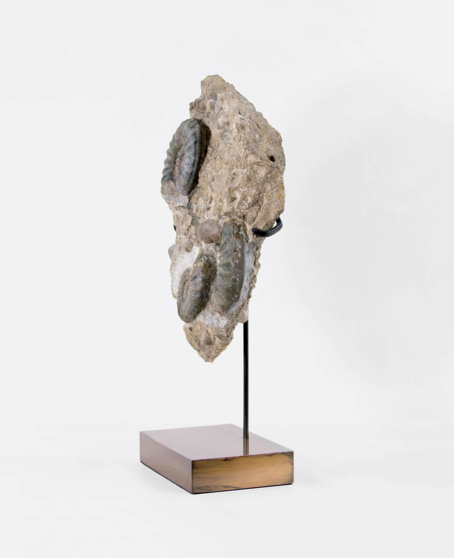 A beautiful British Aegasteroceras sagittarium fossil ammonite for sale measuring 335mm now available at THE FOSSIL STORE