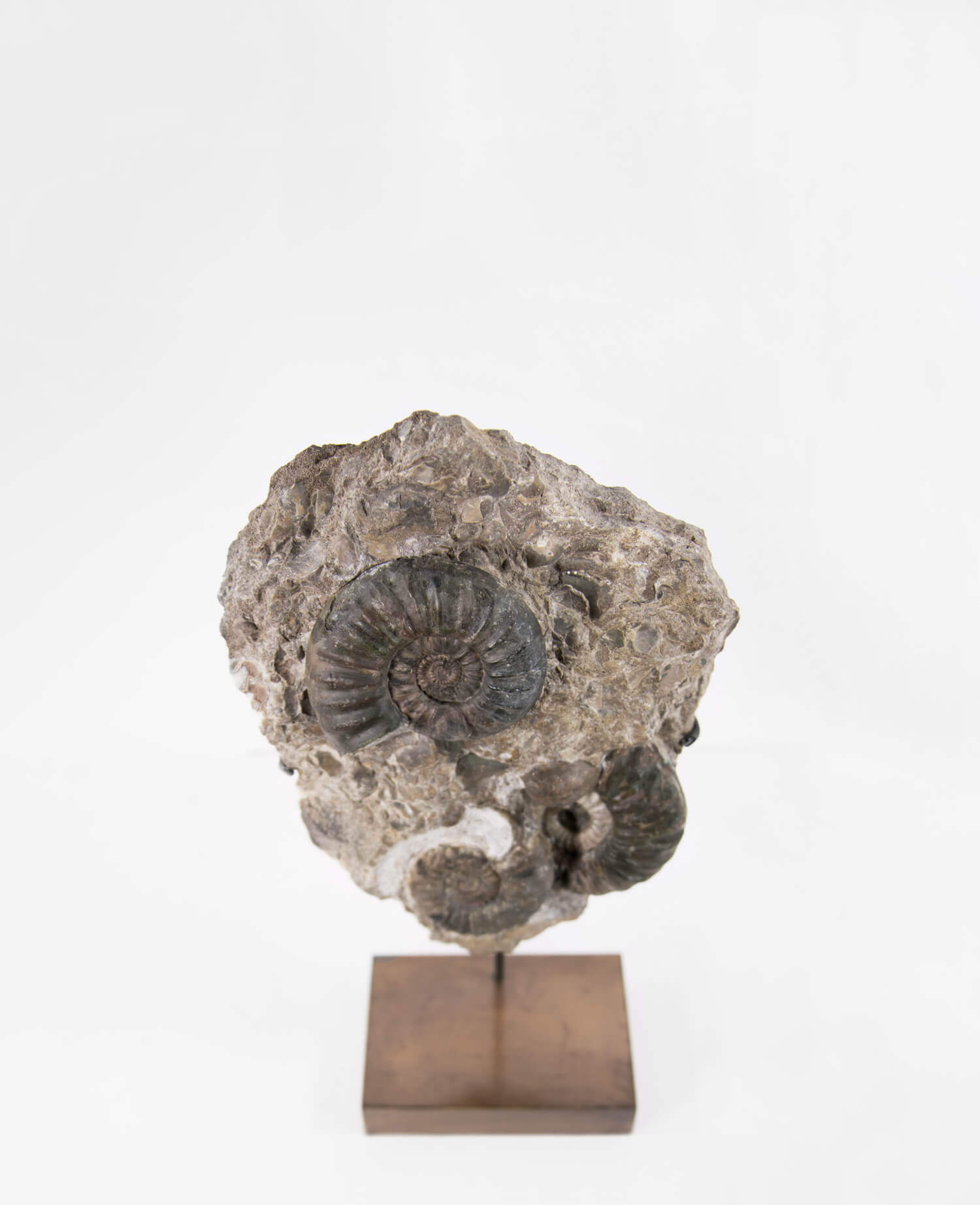 A beautiful British Aegasteroceras sagittarium fossil ammonite for sale measuring 335mm now available at THE FOSSIL STORE