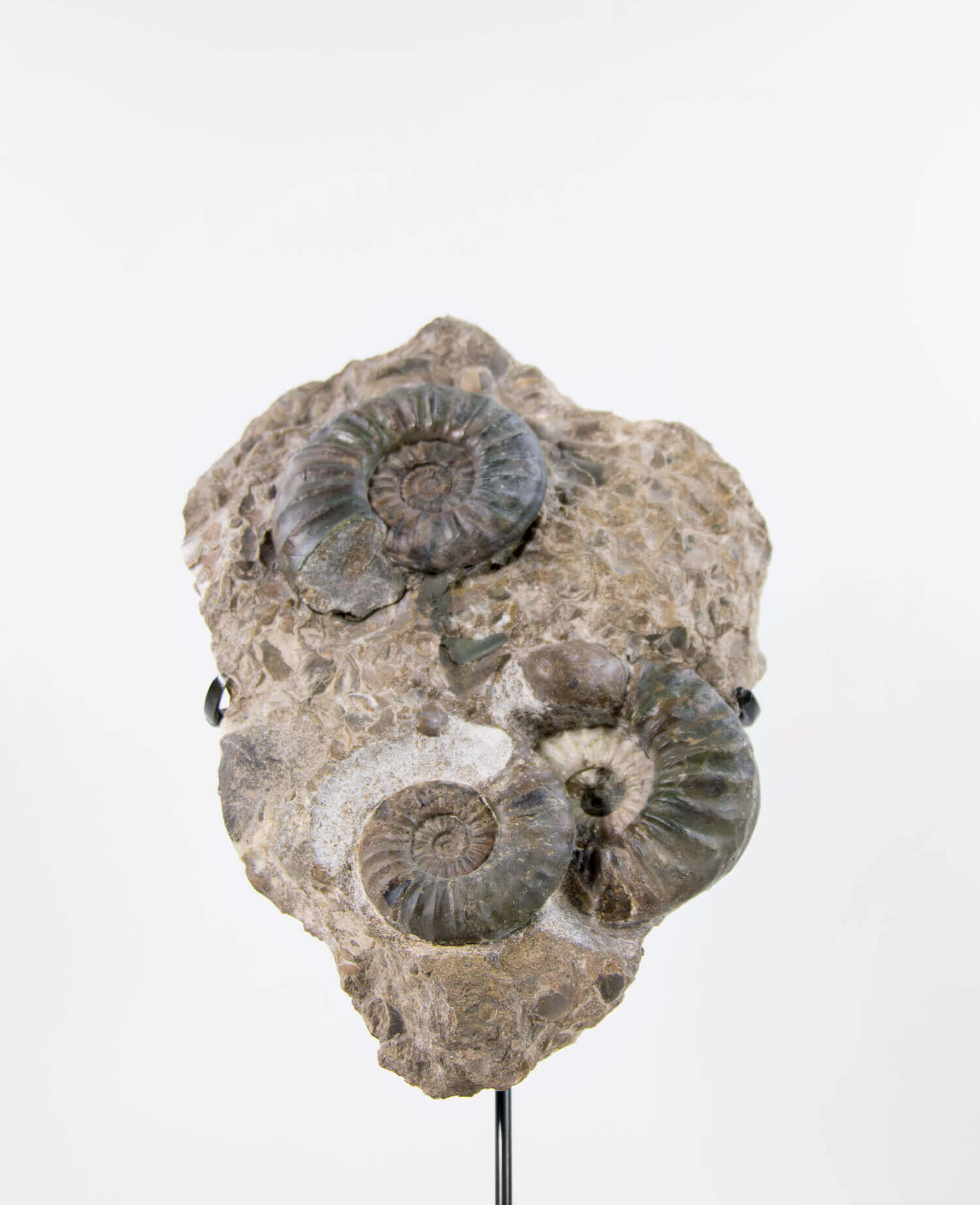 A beautiful British Aegasteroceras sagittarium fossil ammonite for sale measuring 335mm now available at THE FOSSIL STORE