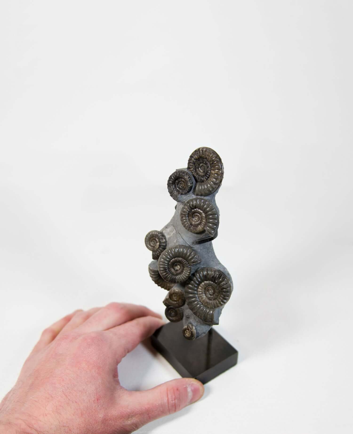 A Museum-quality Arnioceras semicelatum ammonite fossil for sale presented on a custom designed AES Bronze stand series