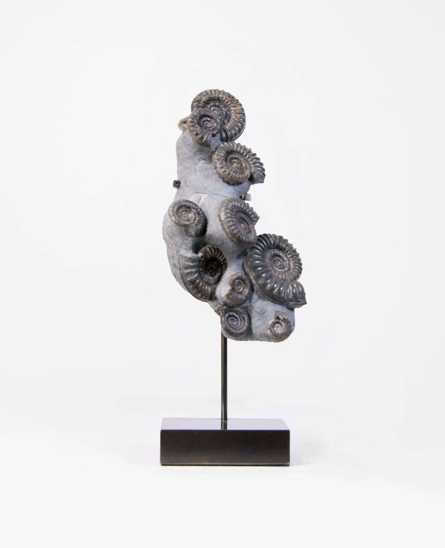 A Museum-quality Arnioceras semicelatum ammonite fossil for sale presented on a custom designed AES Bronze stand series