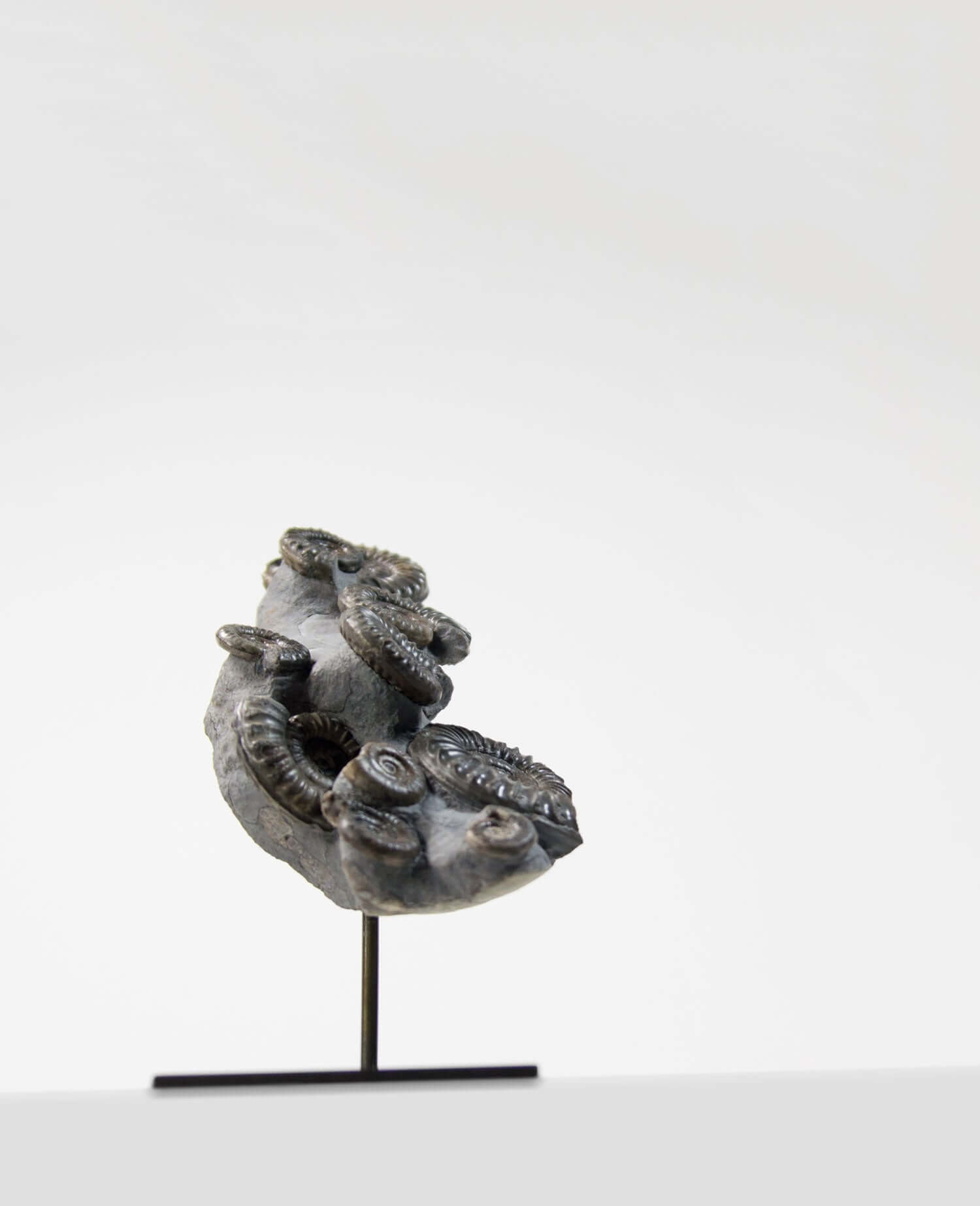 A Museum-quality Arnioceras semicelatum ammonite fossil for sale presented on a custom designed AES Bronze stand series