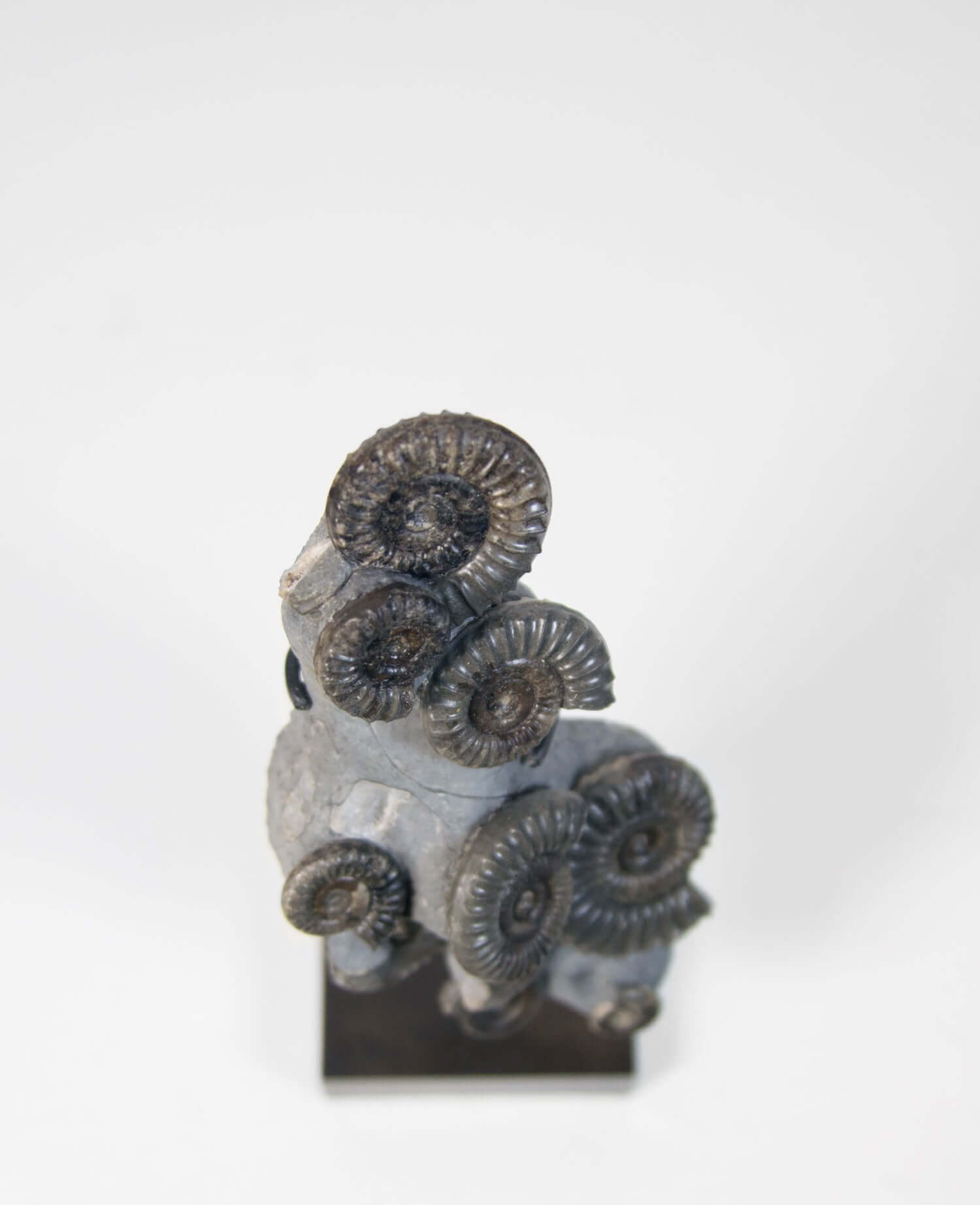 A Museum-quality Arnioceras semicelatum ammonite fossil for sale presented on a custom designed AES Bronze stand series