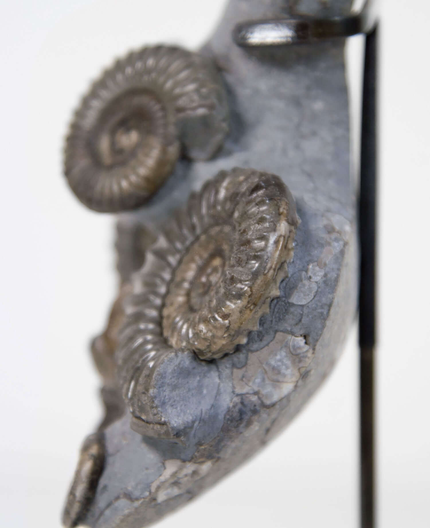 A Museum-quality Arnioceras semicelatum ammonite fossil for sale presented on a custom designed AES Bronze stand series