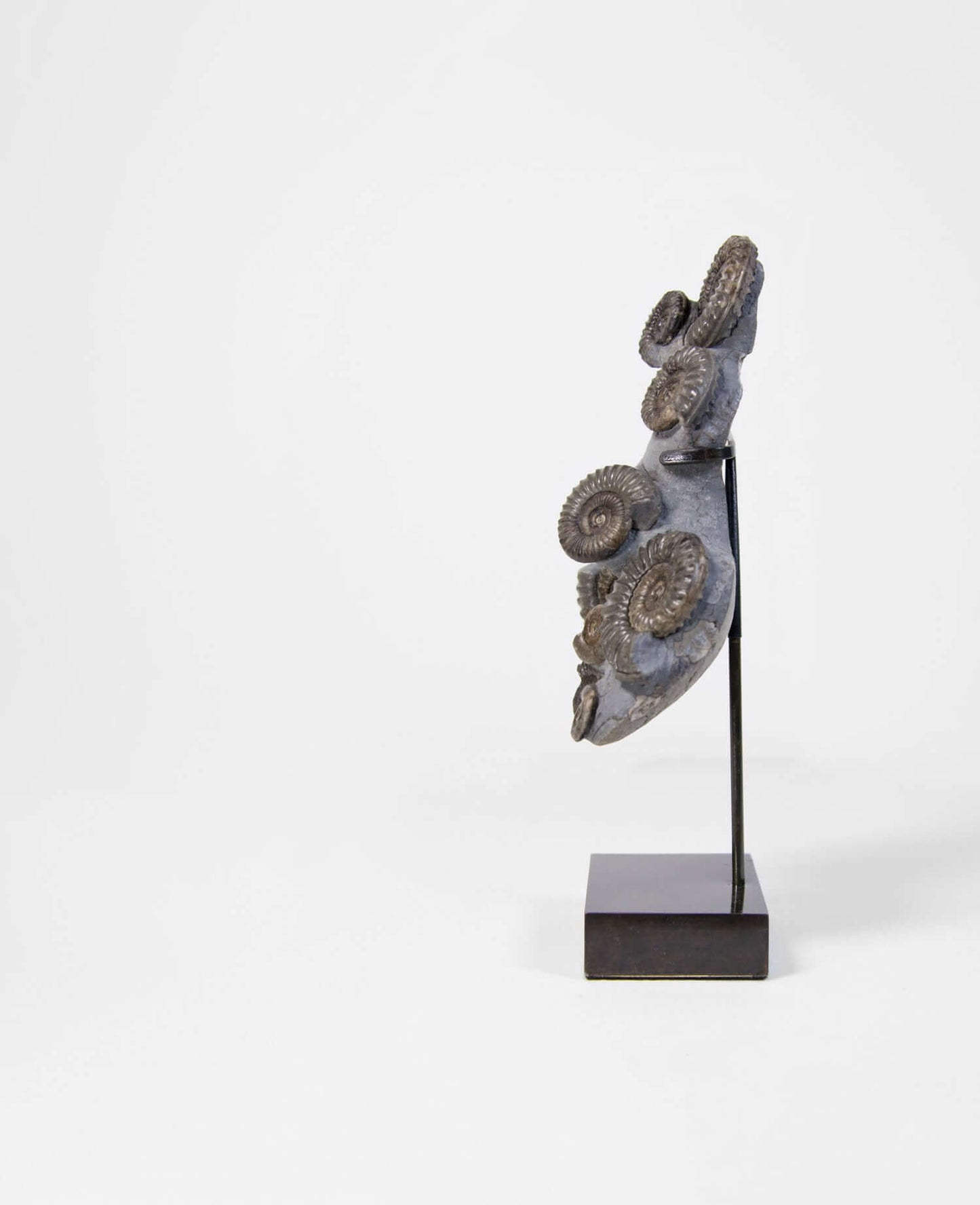 A Museum-quality Arnioceras semicelatum ammonite fossil for sale presented on a custom designed AES Bronze stand series