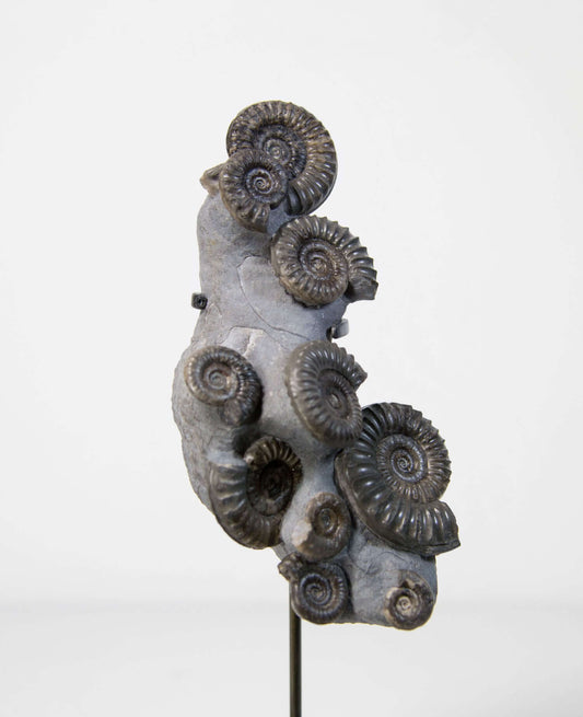 A Museum-quality Arnioceras semicelatum ammonite fossil for sale presented on a custom designed AES Bronze stand series