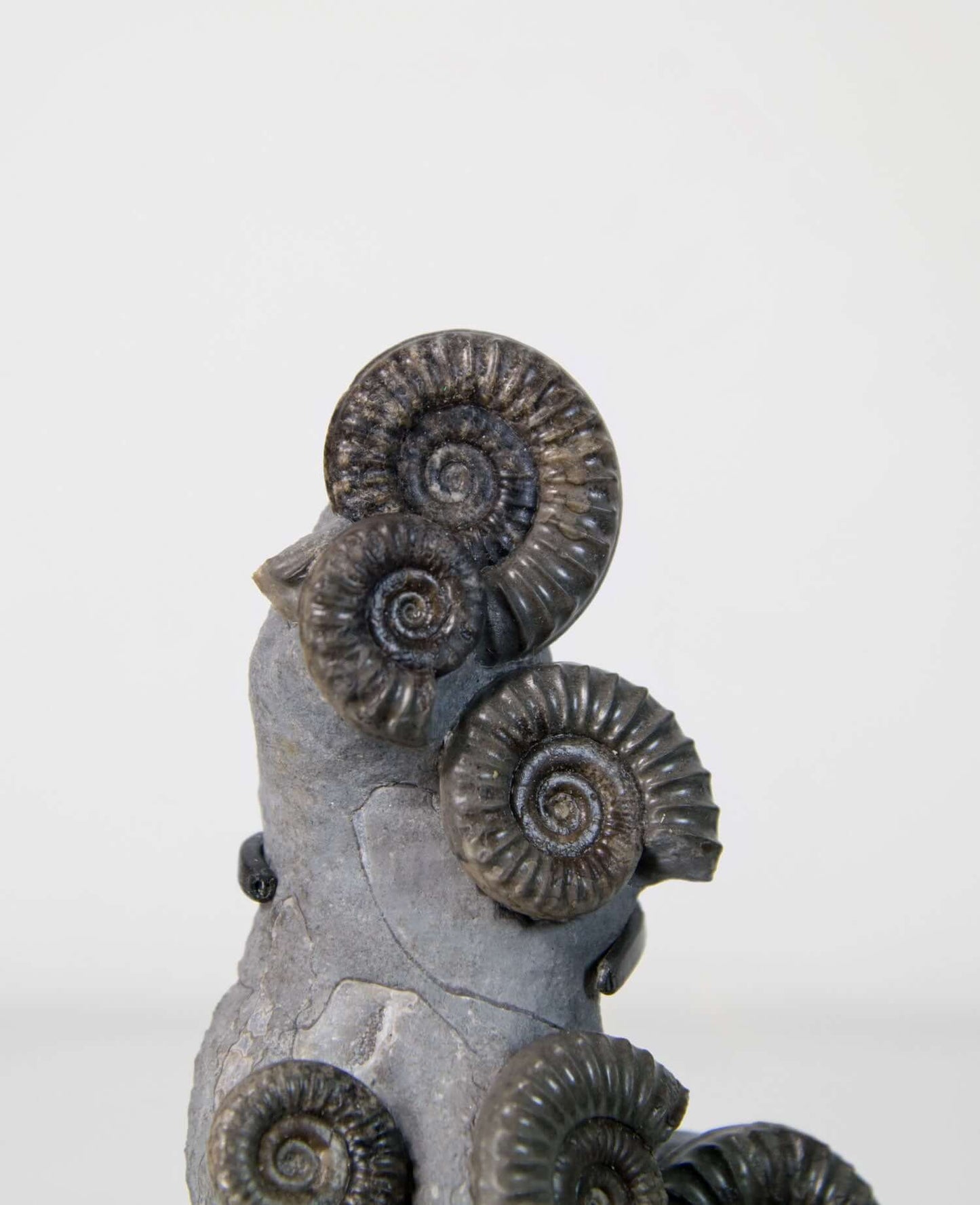 A Museum-quality Arnioceras semicelatum ammonite fossil for sale presented on a custom designed AES Bronze stand series