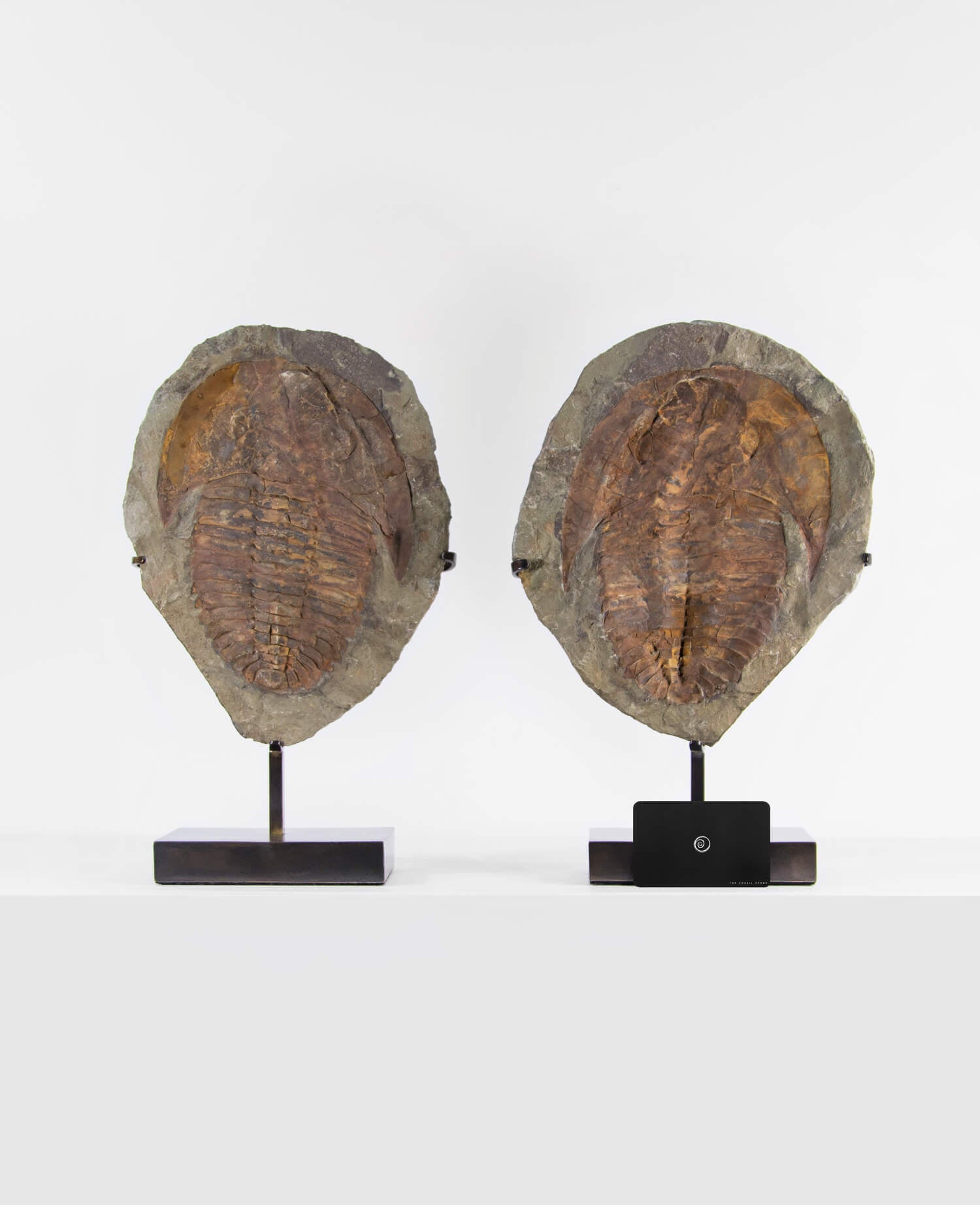 A Cambropallas tellesto fossil trilobite for sale measuring 382mm presented on a bronze stand at THE FOSSIL STORE