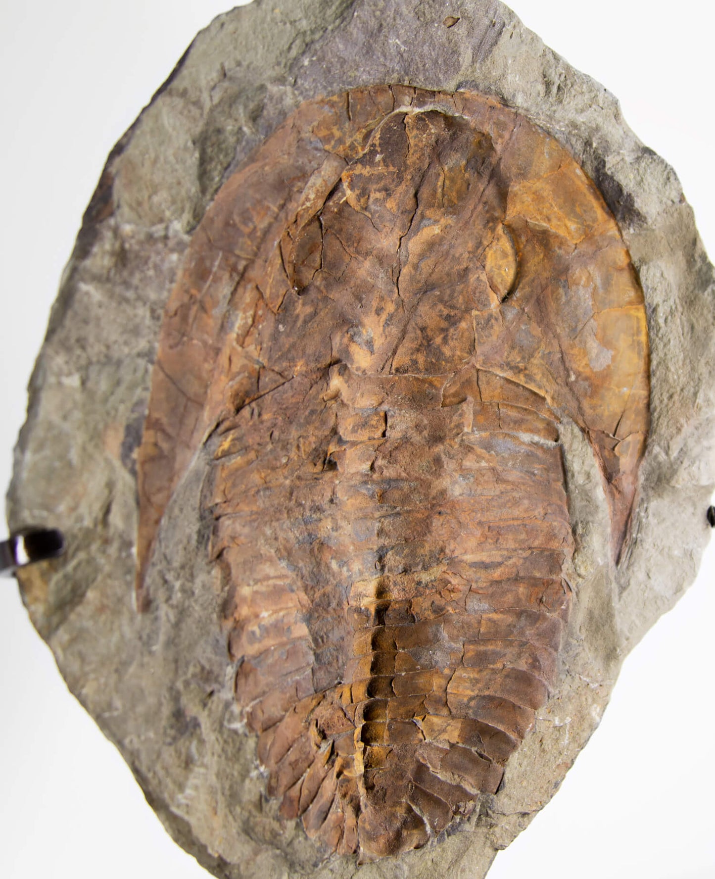 A Cambropallas tellesto fossil trilobite for sale measuring 382mm presented on a bronze stand at THE FOSSIL STORE