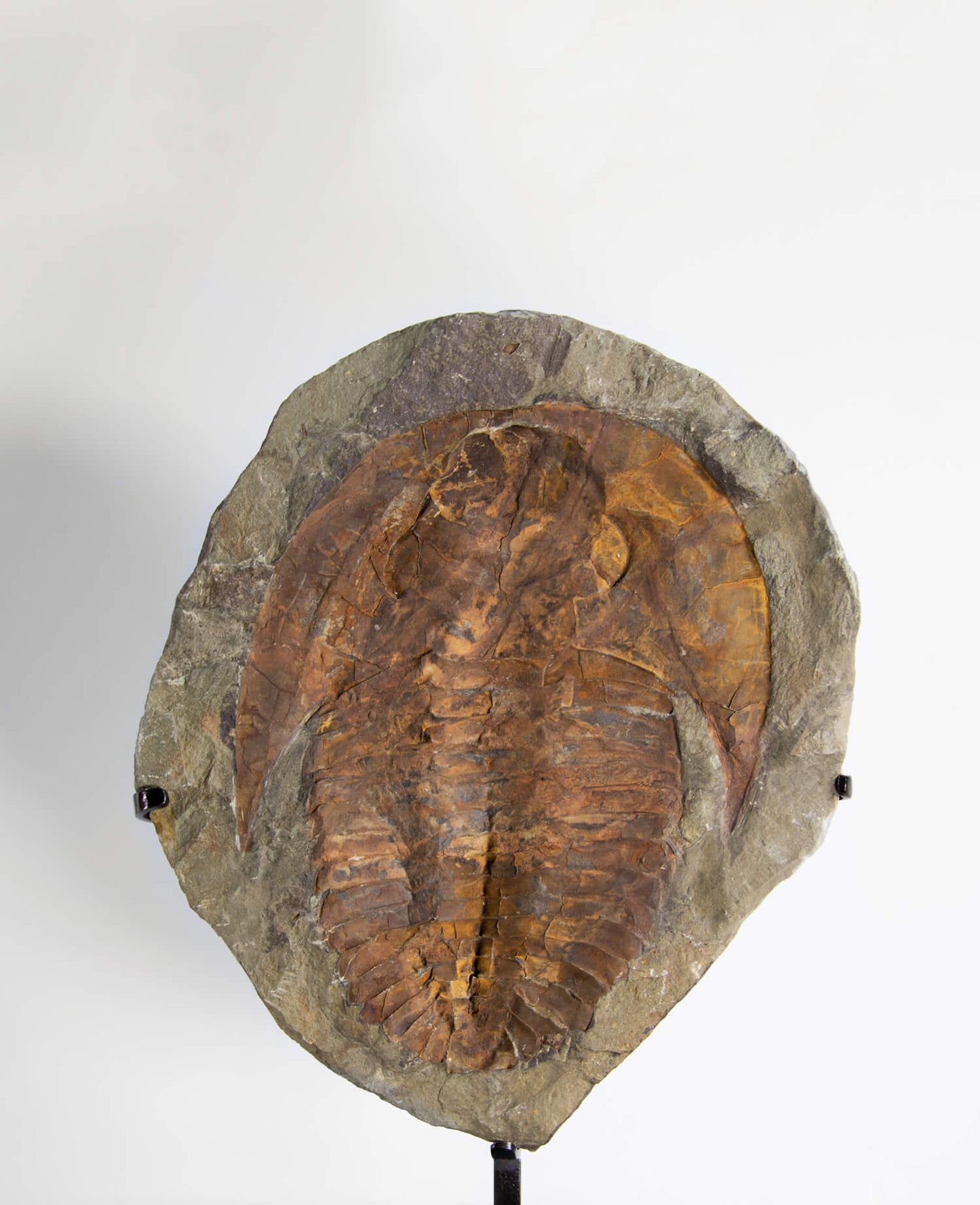 A Cambropallas tellesto fossil trilobite for sale measuring 382mm presented on a bronze stand at THE FOSSIL STORE