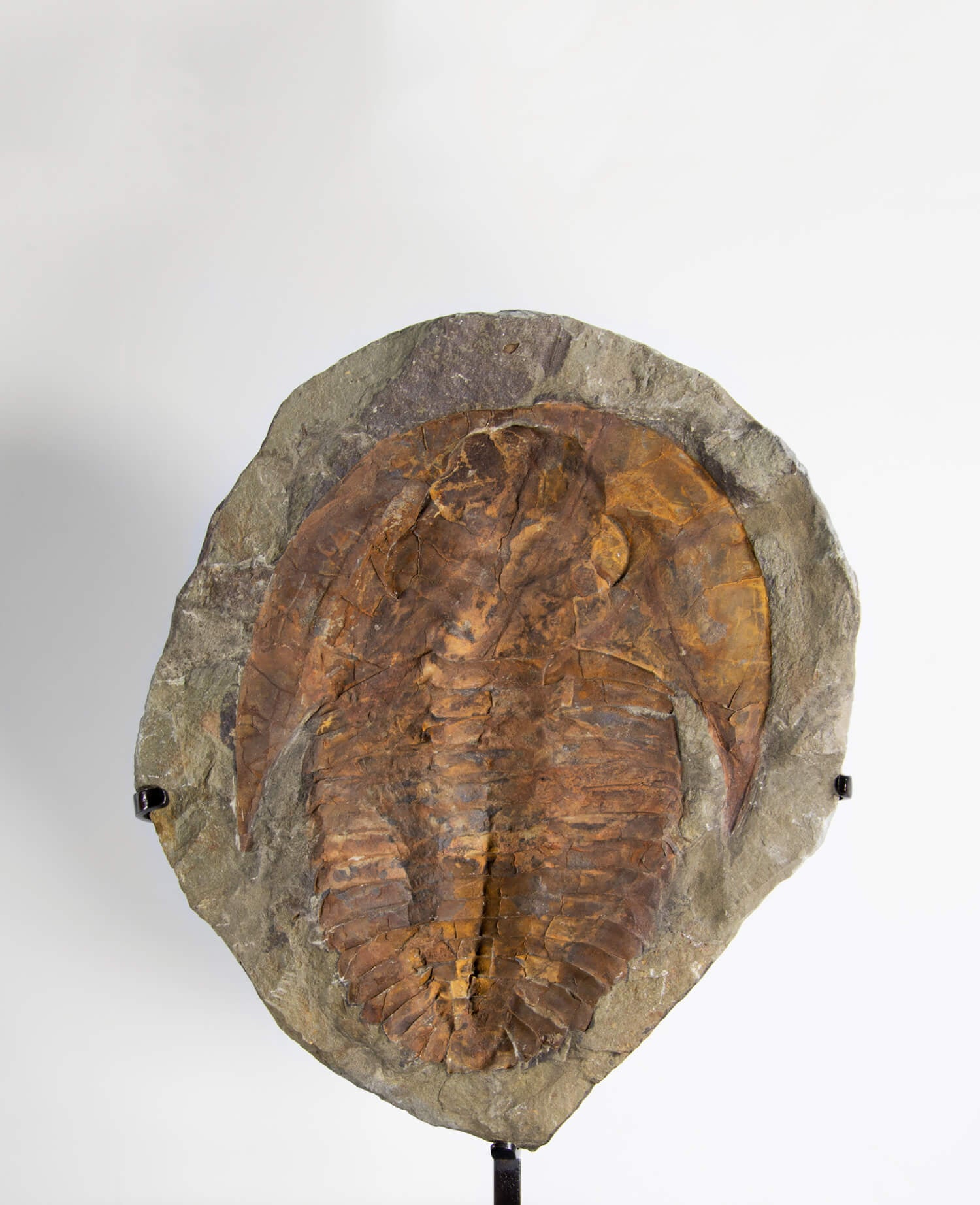 A Cambropallas tellesto fossil trilobite for sale measuring 382mm presented on a bronze stand at THE FOSSIL STORE