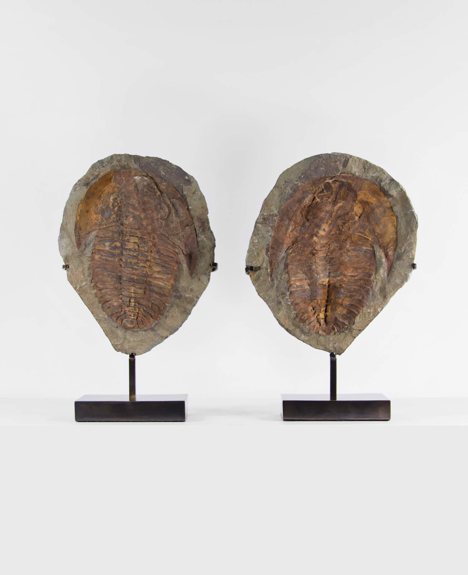 A Cambropallas tellesto fossil trilobite for sale measuring 382mm presented on a bronze stand at THE FOSSIL STORE