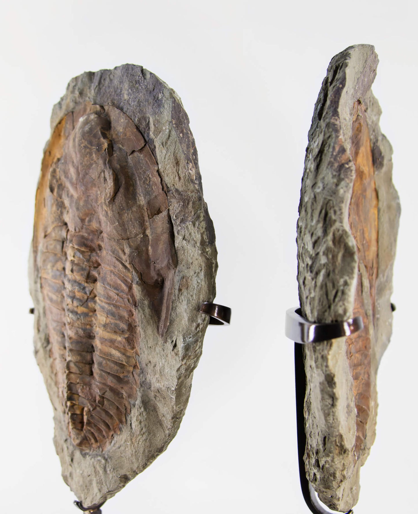 A Cambropallas tellesto fossil trilobite for sale measuring 382mm presented on a bronze stand at THE FOSSIL STORE