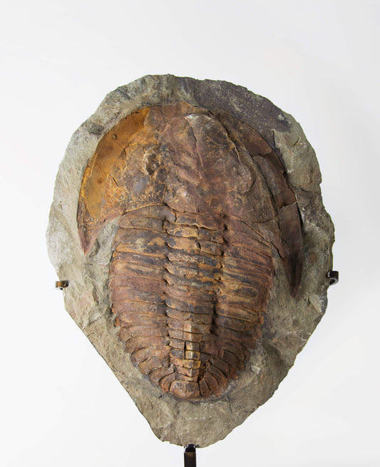 A Cambropallas tellesto fossil trilobite for sale measuring 382mm presented on a bronze stand at THE FOSSIL STORE