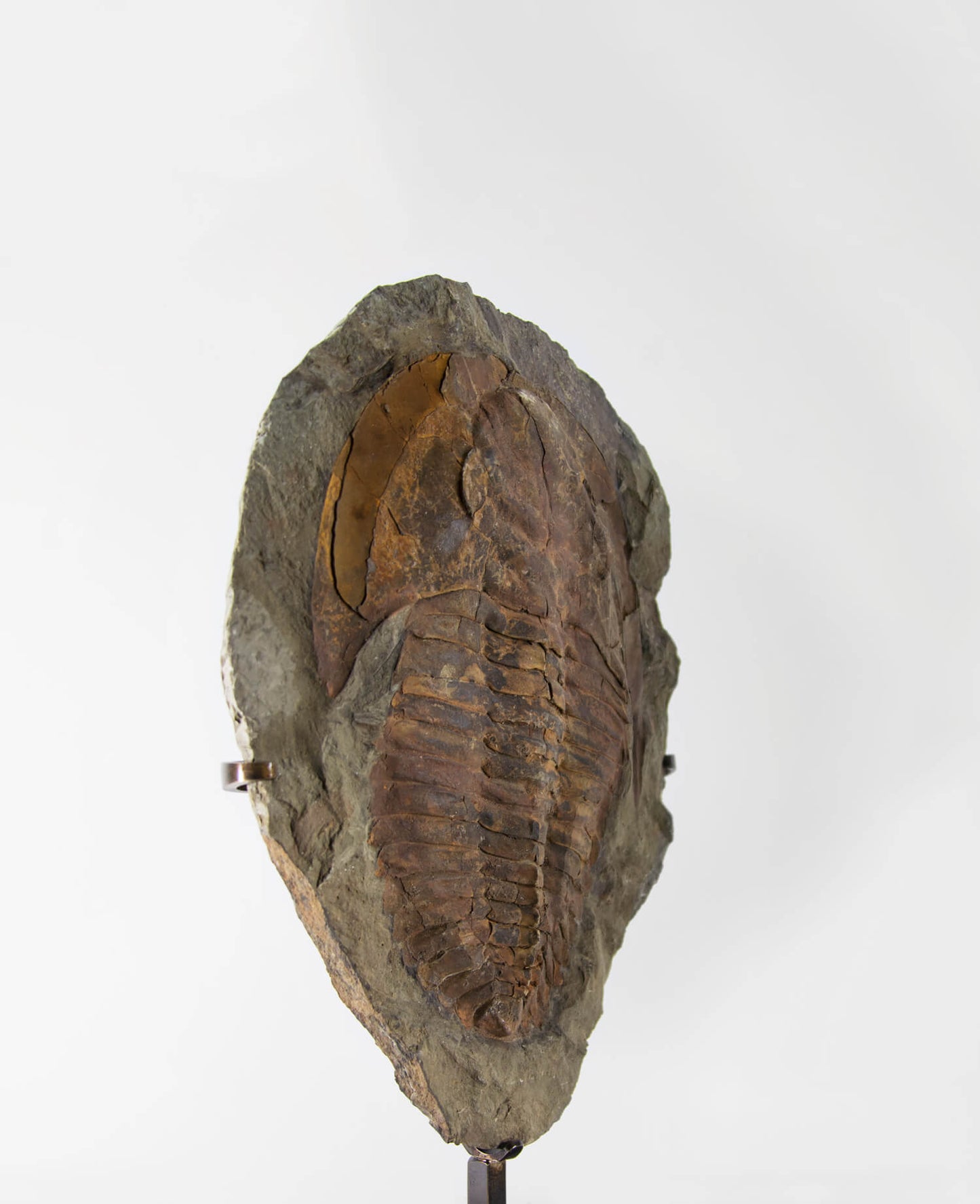 A Cambropallas tellesto fossil trilobite for sale measuring 382mm presented on a bronze stand at THE FOSSIL STORE