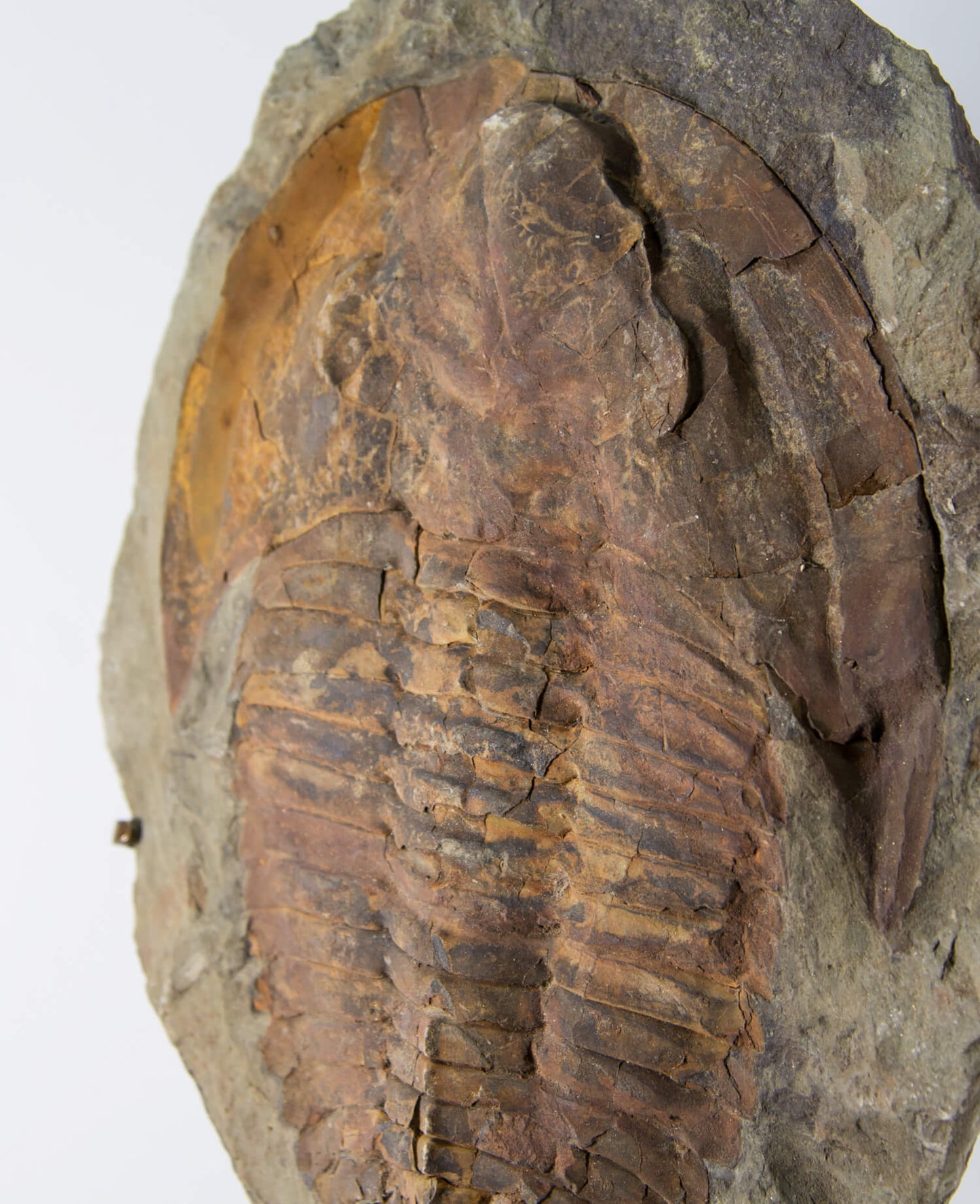 A Cambropallas tellesto fossil trilobite for sale measuring 382mm presented on a bronze stand at THE FOSSIL STORE