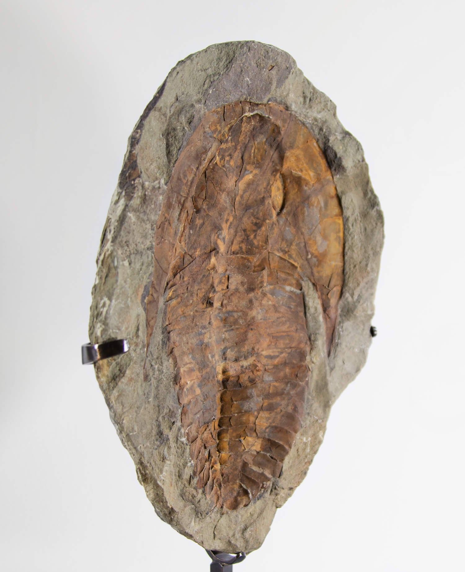 A Cambropallas tellesto fossil trilobite for sale measuring 382mm presented on a bronze stand at THE FOSSIL STORE