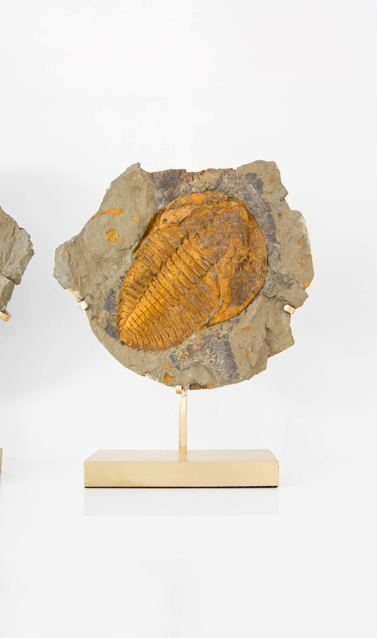 A scientifically important Cambropallas tellesto fossil trilobite for sale measuring 329mm at THE FOSSIL STORE